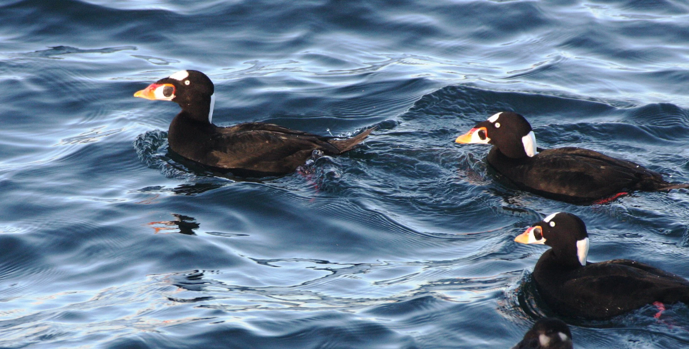SCOTER - SURF SCOTER - Melanitta perspicillata - PORT ANGELES HARBOR WA (31).JPG