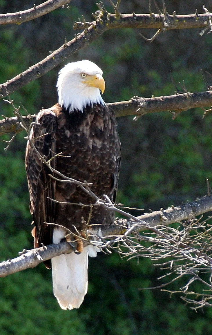 BIRD - EAGLE - BALD EAGLE - LAKE FARM BLUFFS WASHINGTON (224).jpg