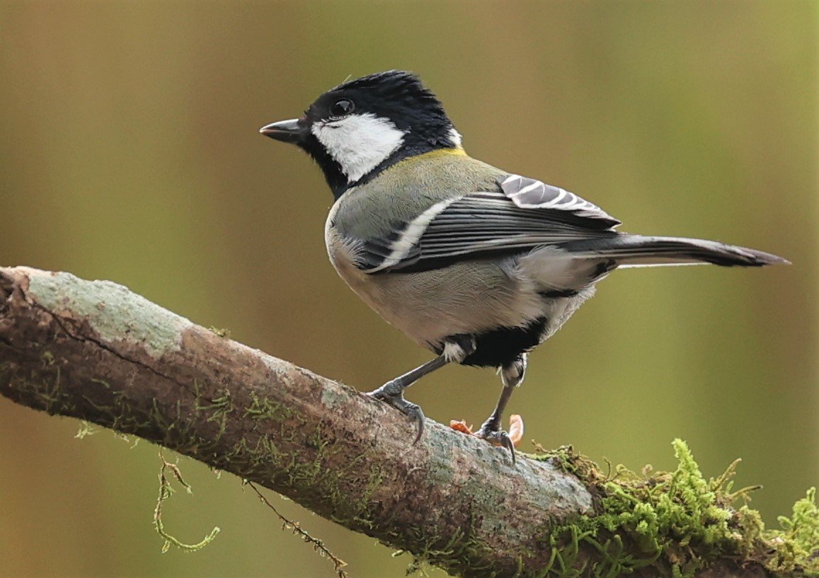 Parus Funereus Genus Parus Tits — Coke Smith Wildlife