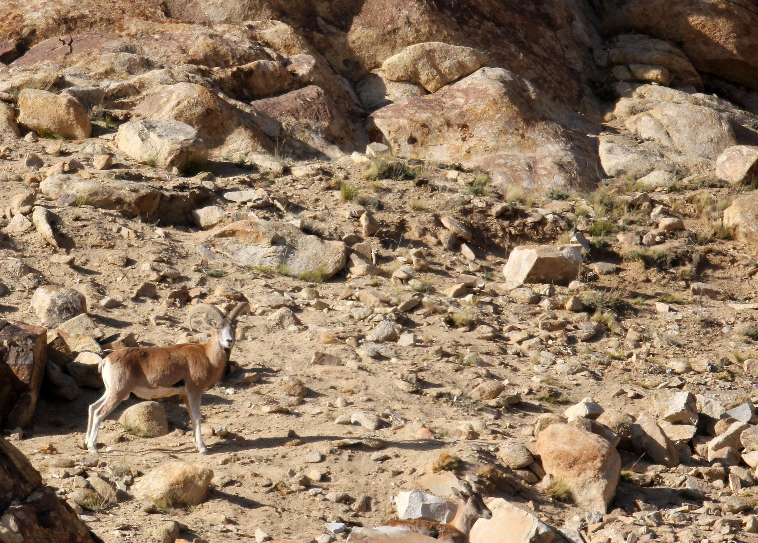 URIAL - LADAKH URIAL - Ovis vignei - HEMIS NATIONAL PARK - LADAKH INDIA - JAMMU & KASHMIR - ULLEY VALLEY (122).JPG