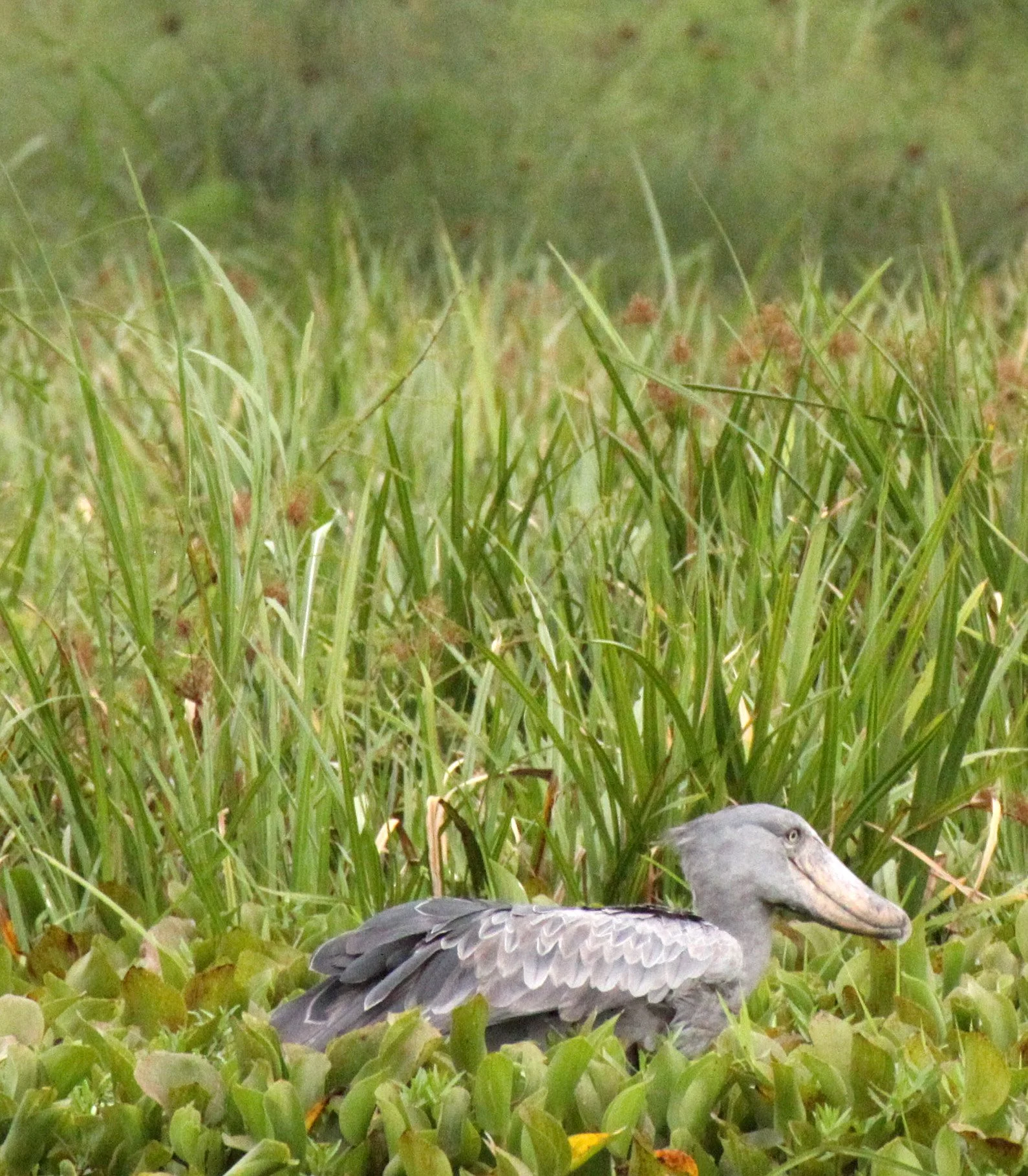 BIRD - STORK - SHOEBILL STORK - MURCHISON FALLS NP UGANDA (15).JPG