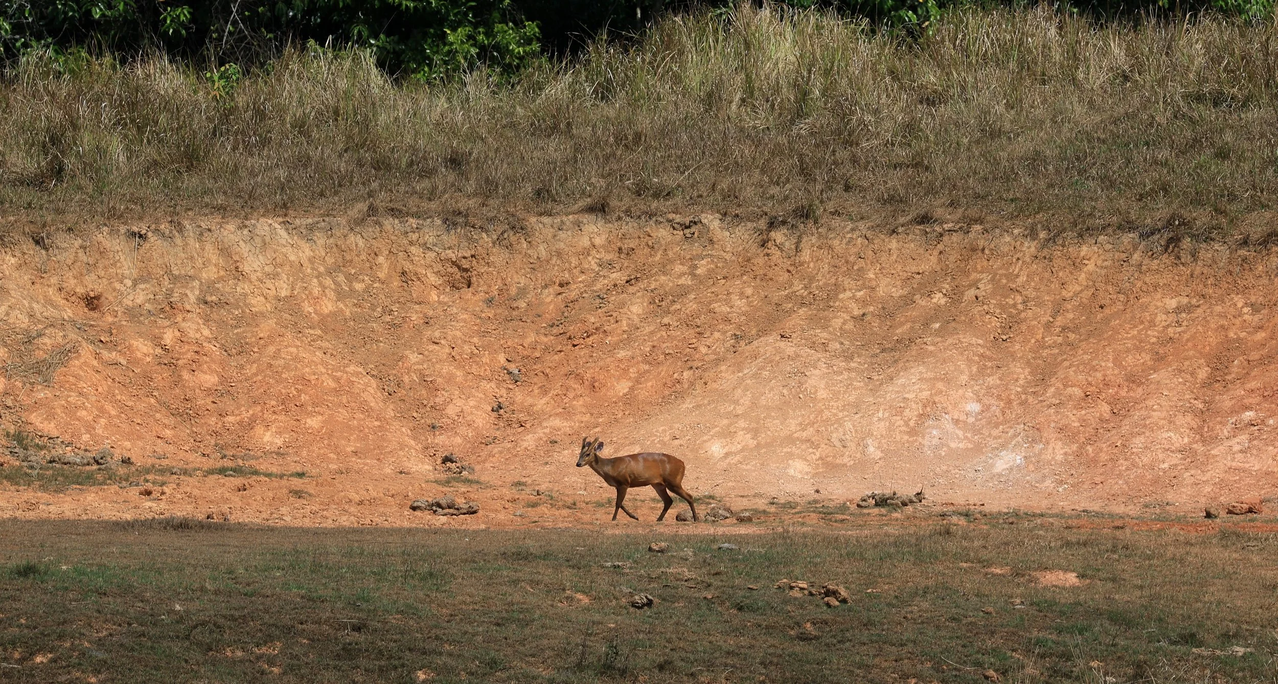 Southern Red Muntjac (Muntiacus muntjak) Khao Yai National Park, Thailand day 4 (3).jpg