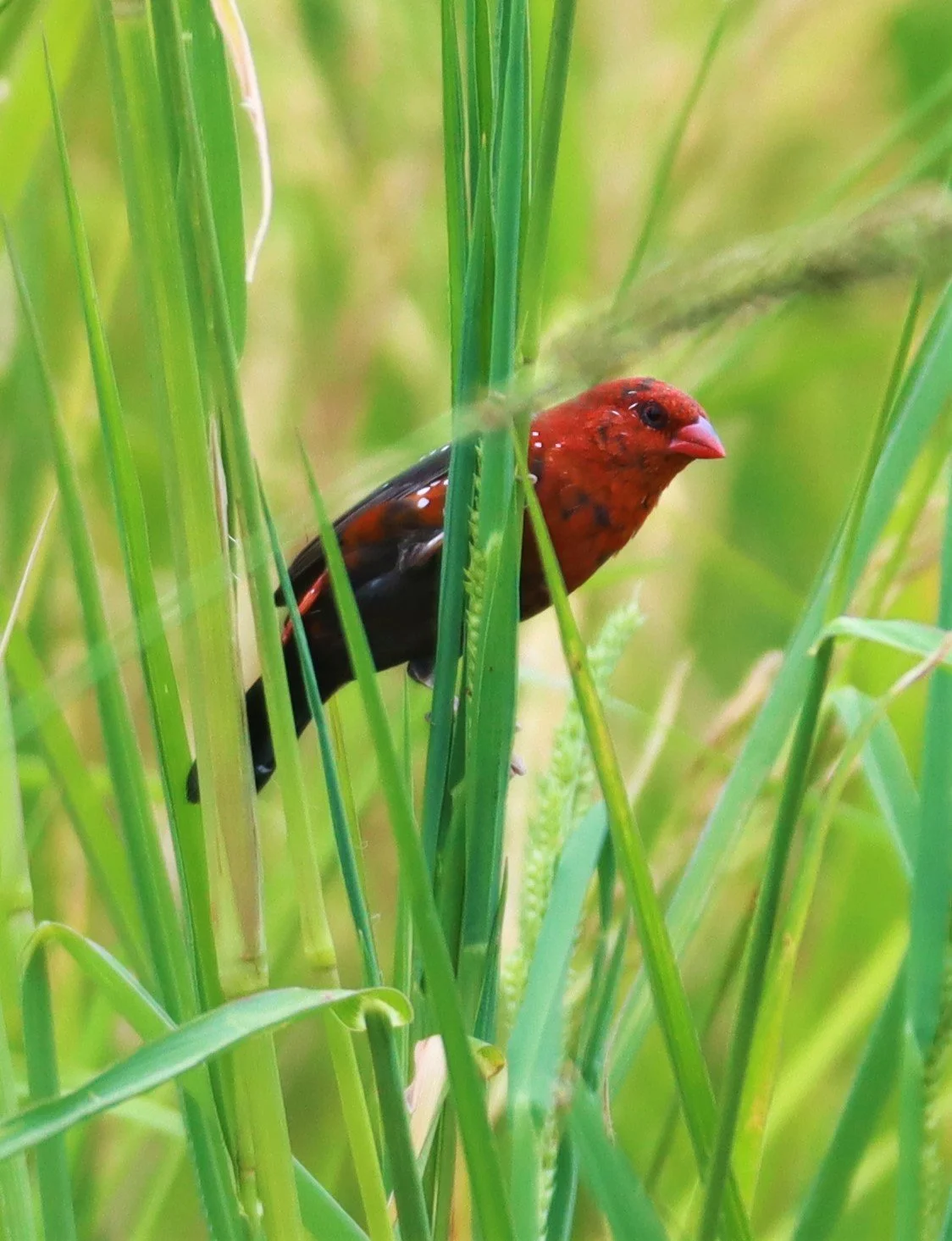 RED AVADAVAT - Amandava amandava - LAT KRABANG THAP YAO RICEFIELDS August 25, 2021 (137).jpg