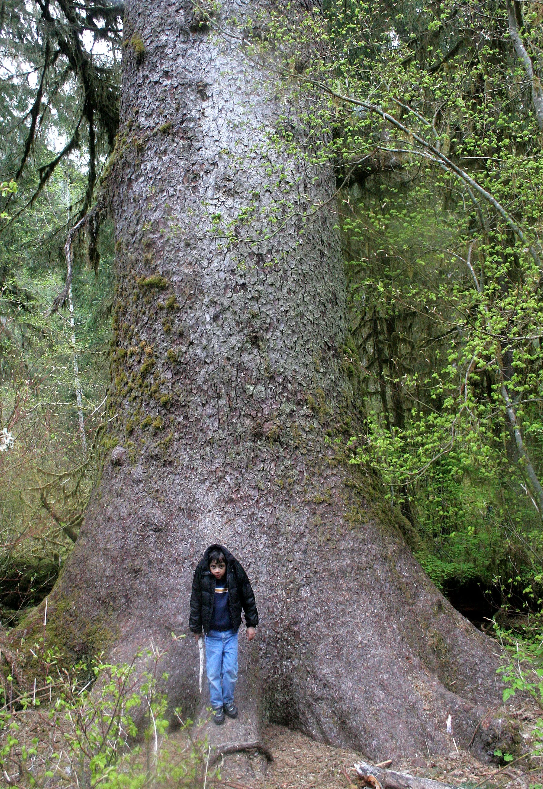 2008-5-10 HOH RIVER VALLEY TREK (5).JPG