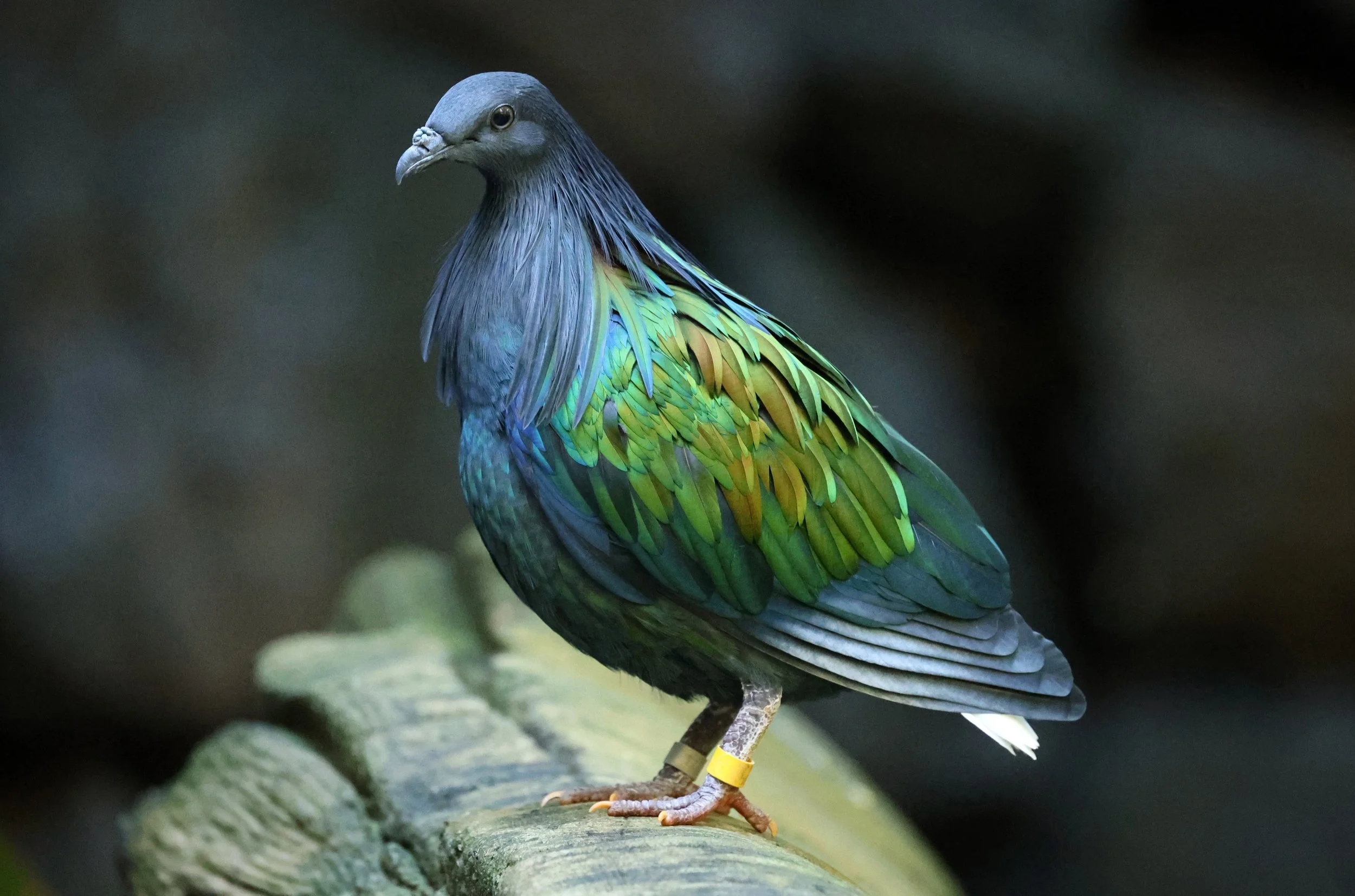Nicobar Pigeon (Caloenas nicobarica) Koala Trail Road and Locations South of Brisbane - Queensland (14).jpg