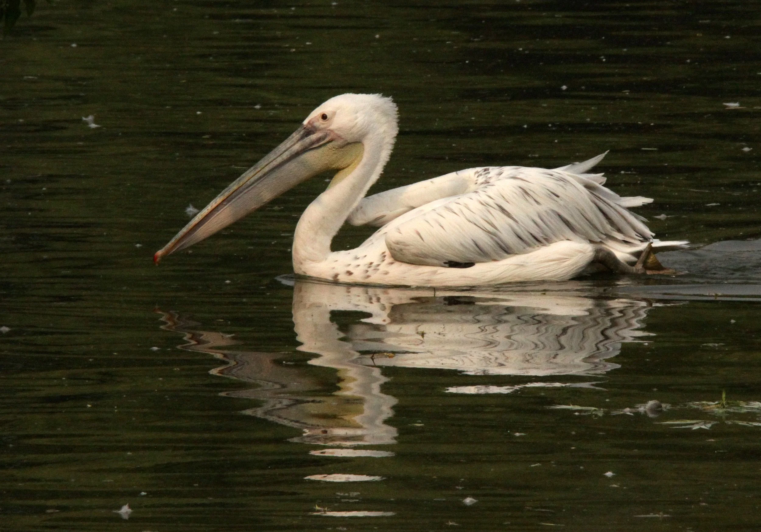 Pelecanus rufescens - PINK-BACKED PELICAN - SHANGHAI ZOO (3).JPG