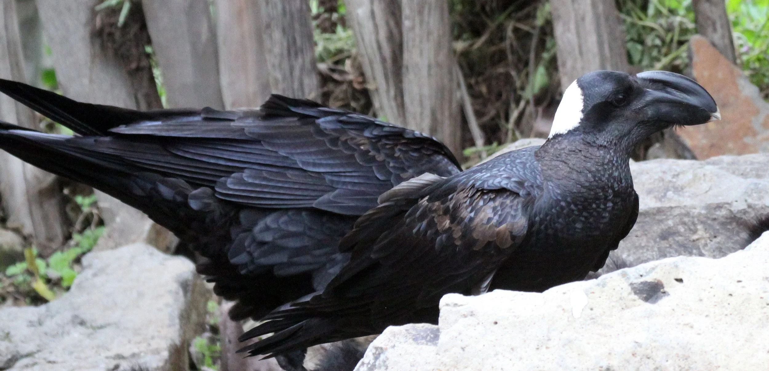 BIRD - RAVEN - THICK-BILLED RAVEN - SHASHAMENE ETHIOPIA (2).JPG