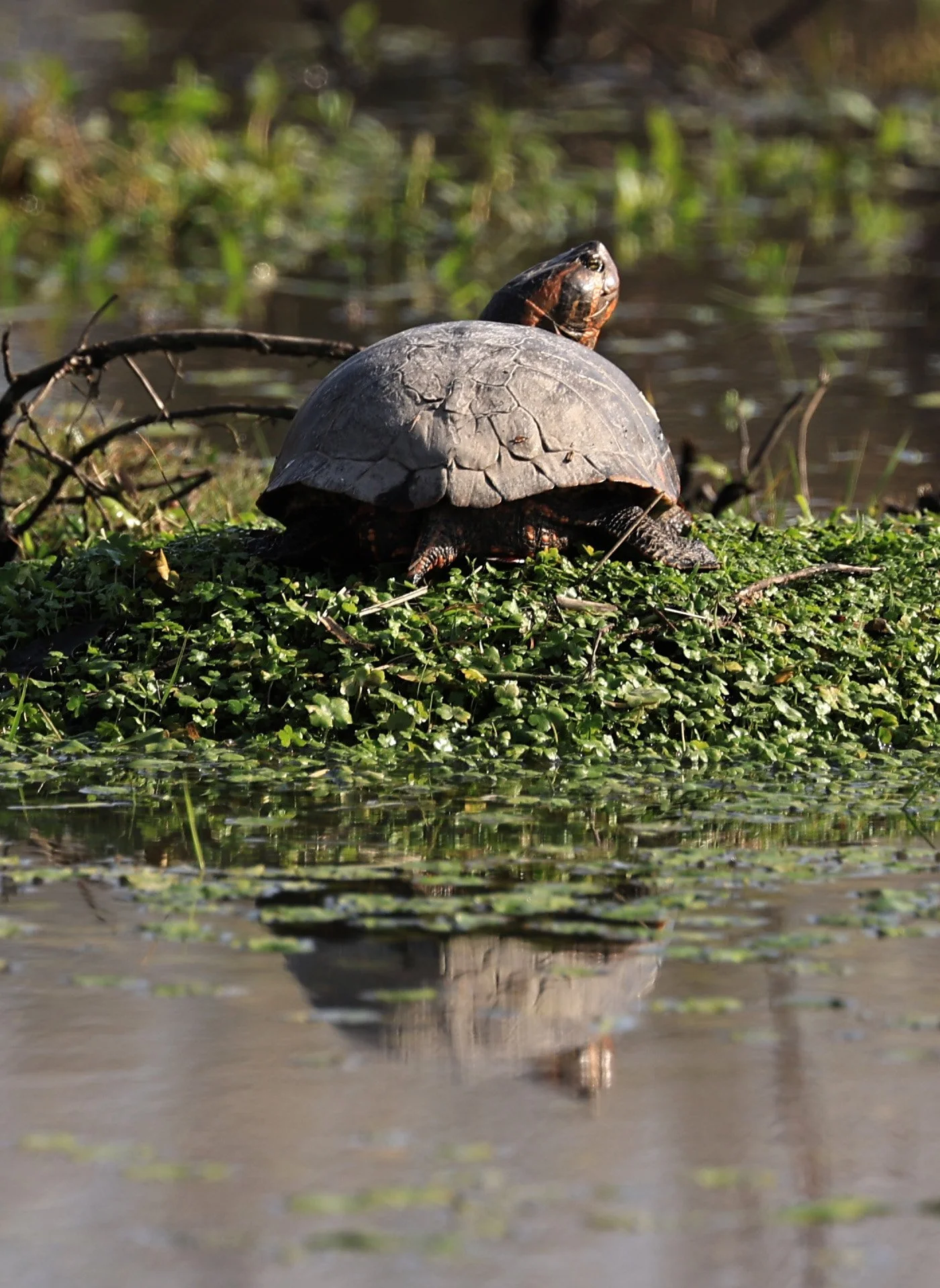 D'Orbigny's slider (Trachemys dorbigni) El Palmar National Park, Entre Rios, Argentina (3).jpg