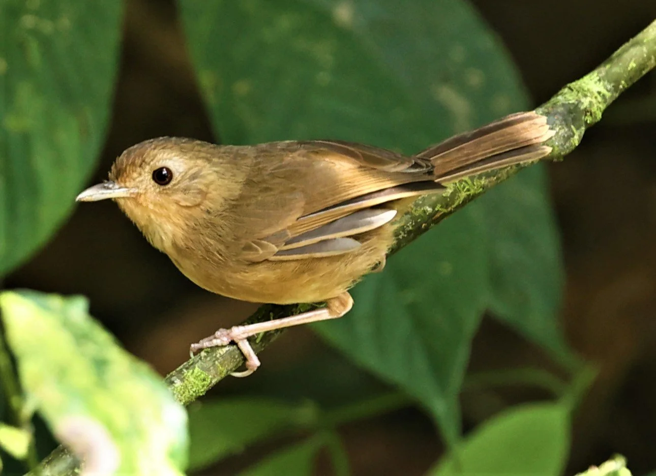 Pellorneum tickelli - BUFF-BREASTED BABBLER - FRASER'S HILL, MALAYSIA JUNE 2022 (11)A.jpg