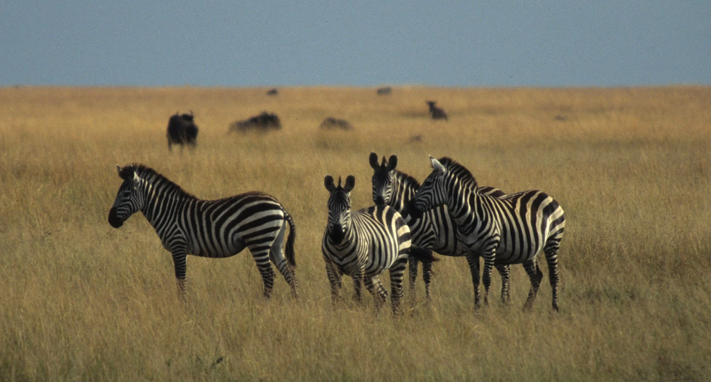 EQUIN - ZEBRA - COMMON - SERENGETI (29).jpg