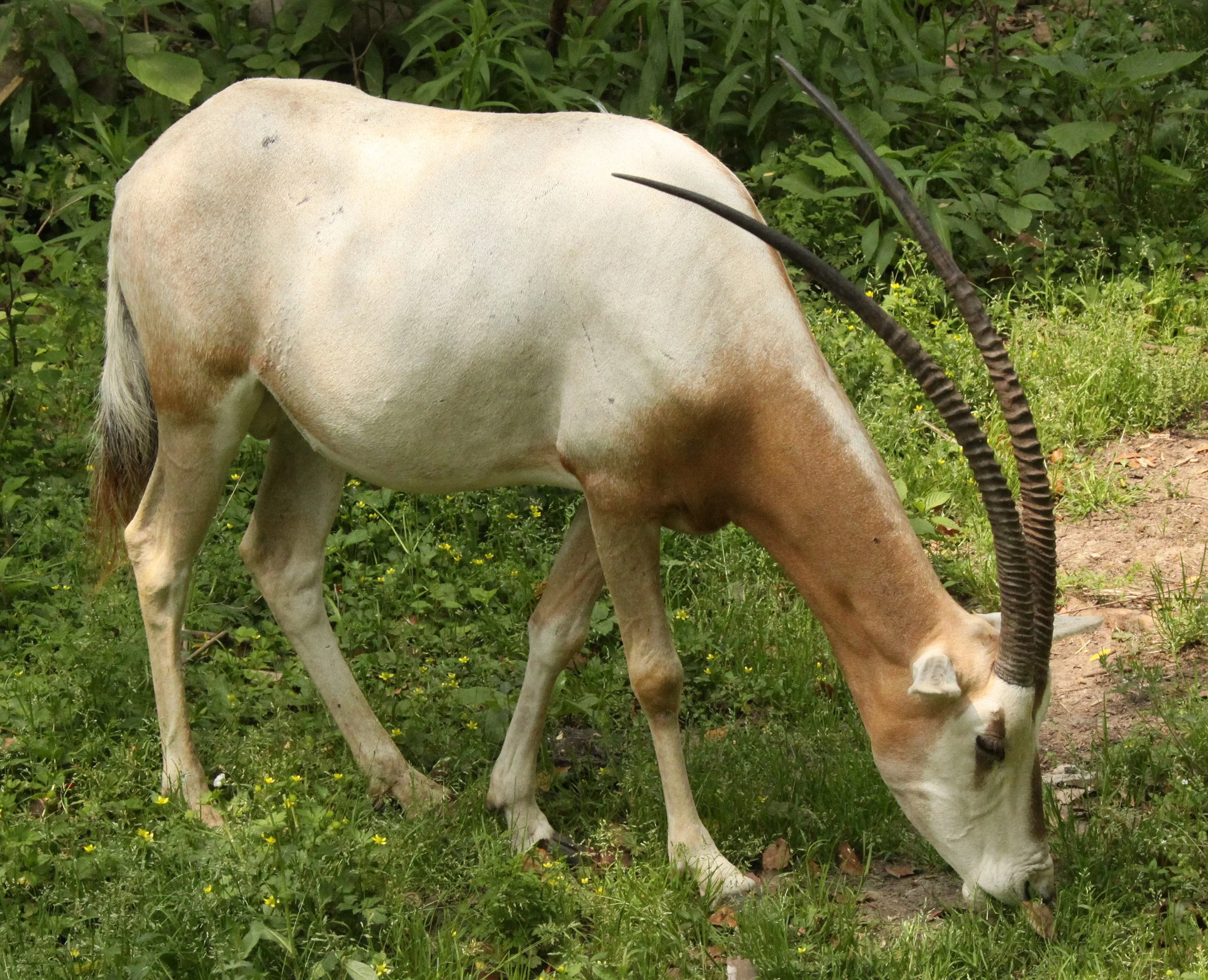 ORYX - SCIMMITAR-HORNED ORYX - Oryx dammah - SHANGHAI ZOO.JPG