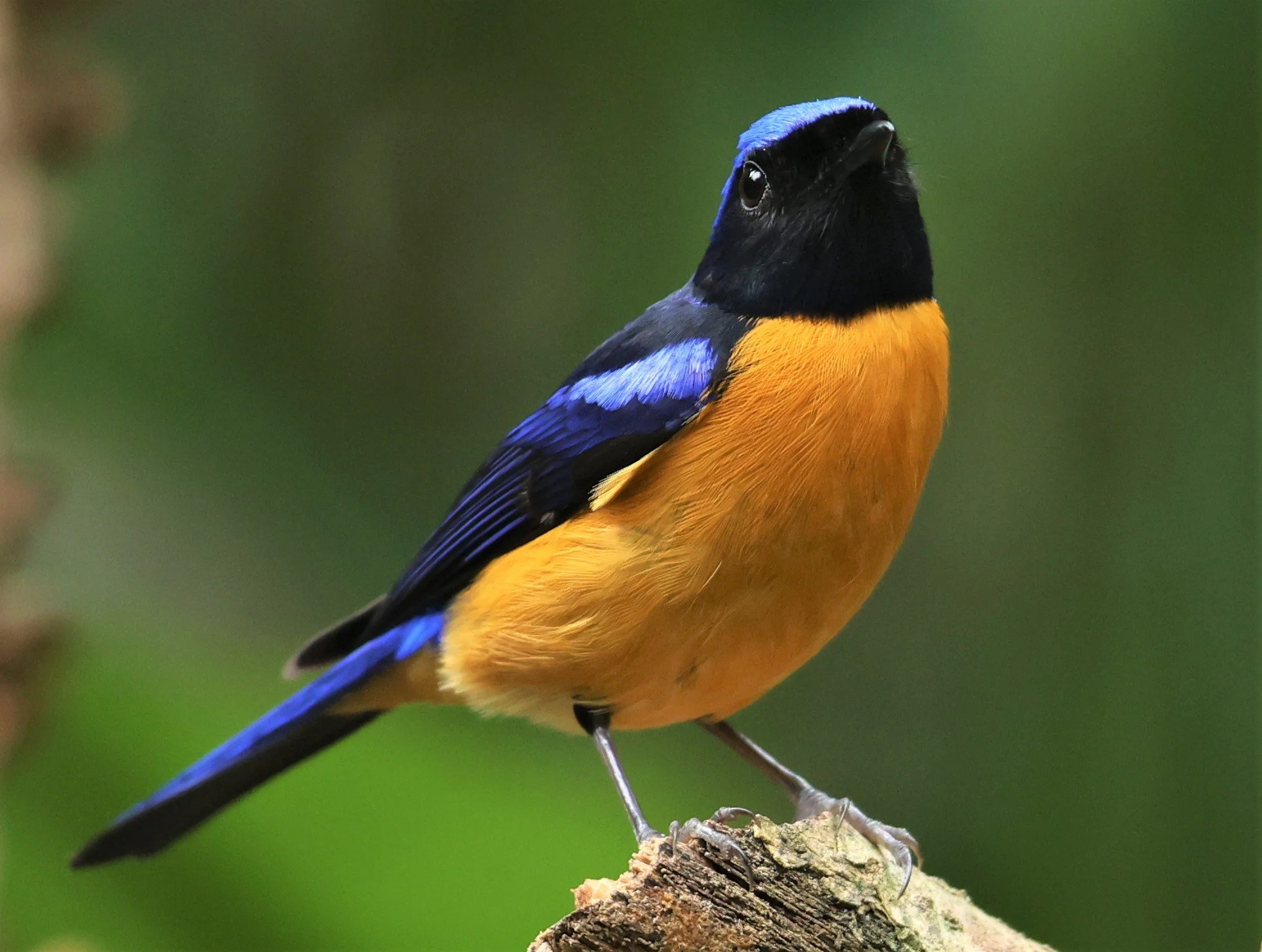 NILTAVA - RUFOUS-BELLIED NILTAVA - Niltava sundar - DOI INTHANON NP CHIANG MAI, DEC 2021 (50).JPG