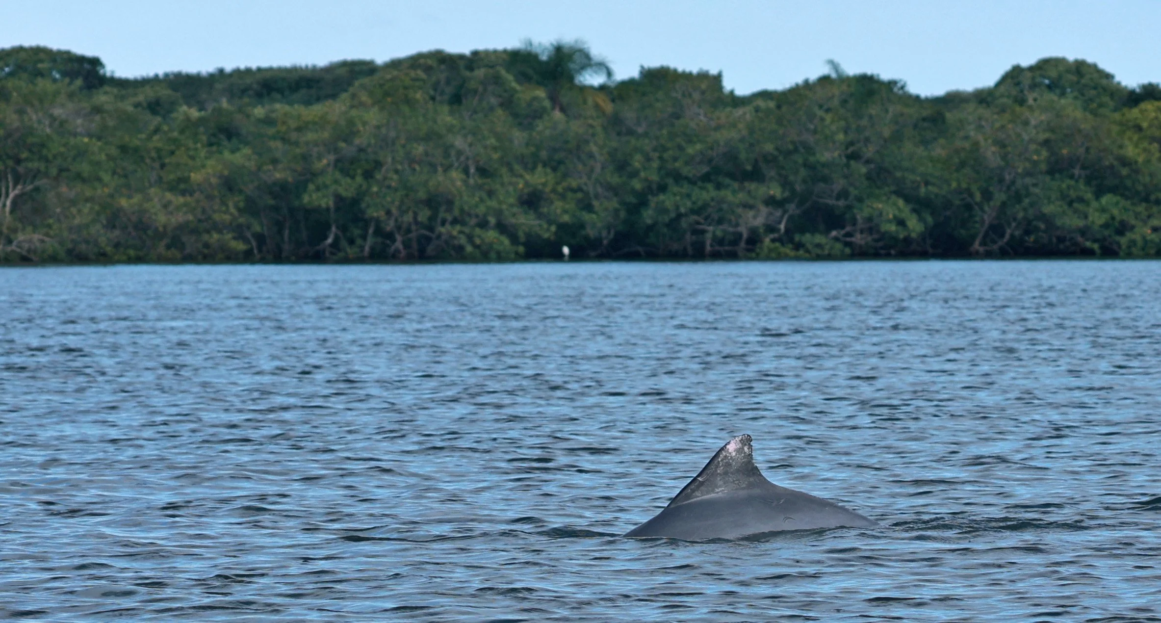 Guiana Dolphin (Sotalia guianensis) Superagüi National Park, Brazil (28).jpg