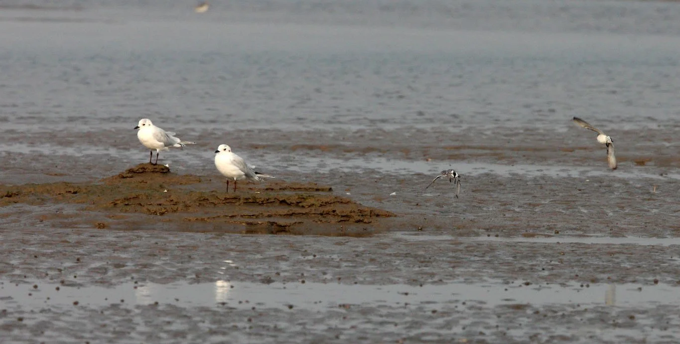 BIRD - GULL - SAUNDERS'S GULL - WITH SPOON-BILLED SANDPIPERS IN FLIGHT -  NANKOU, RUDONG, CHINA (2).JPG