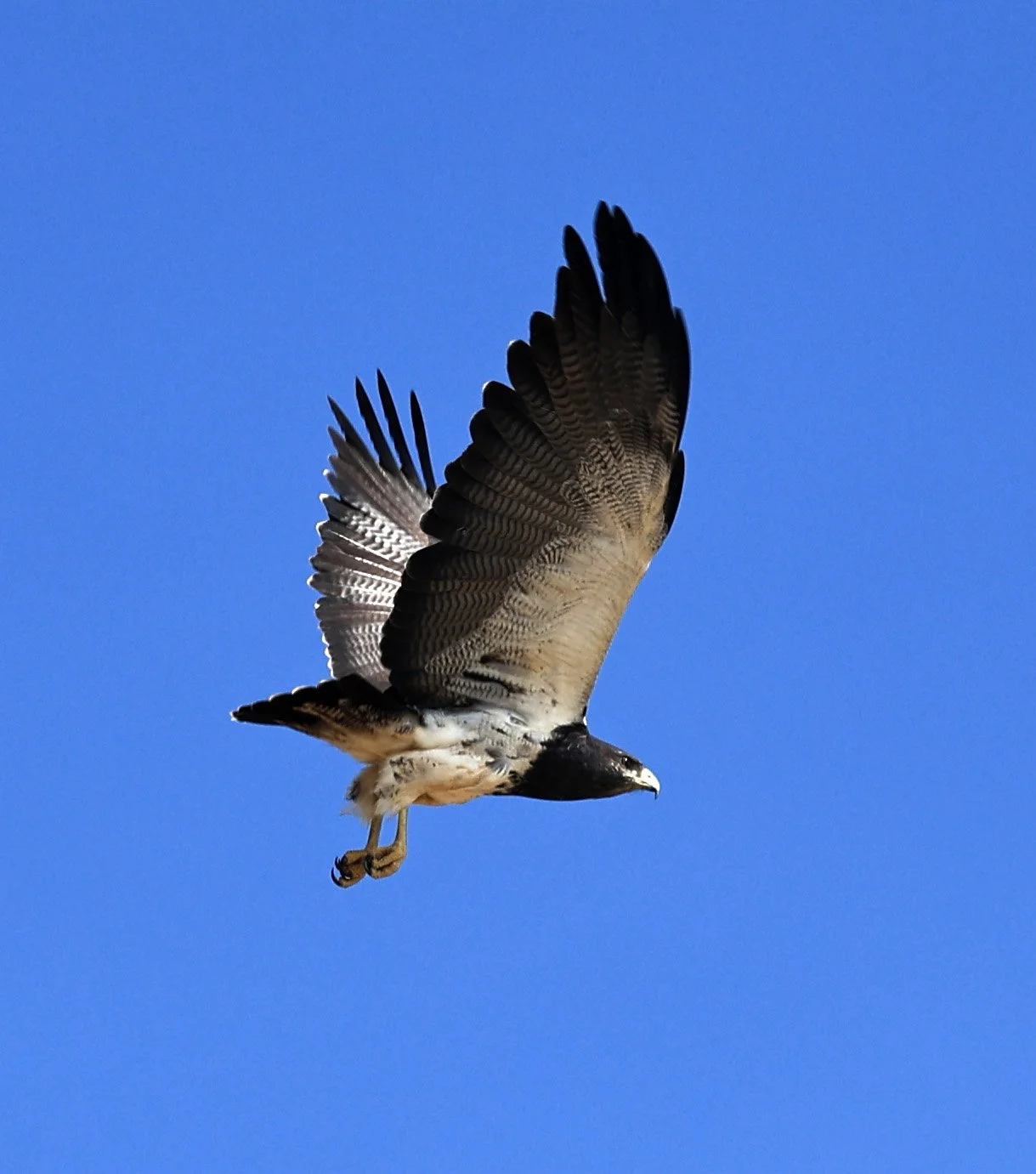Black-chested buzzard-eagle (Geranoaetus melanoleucus) Chaco Lodge & Laguna Salada Paraguay (25).jpg
