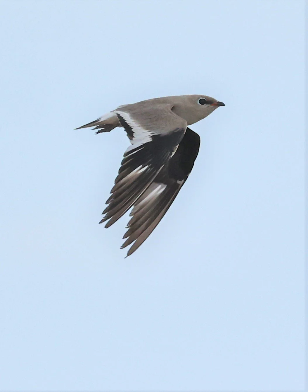 PRATINCOLE - SMALL PRATINCOLE - Glareola lactea - BANG KHAEM NAKHON PATHOM JUNE 3 2022 (39).jpg