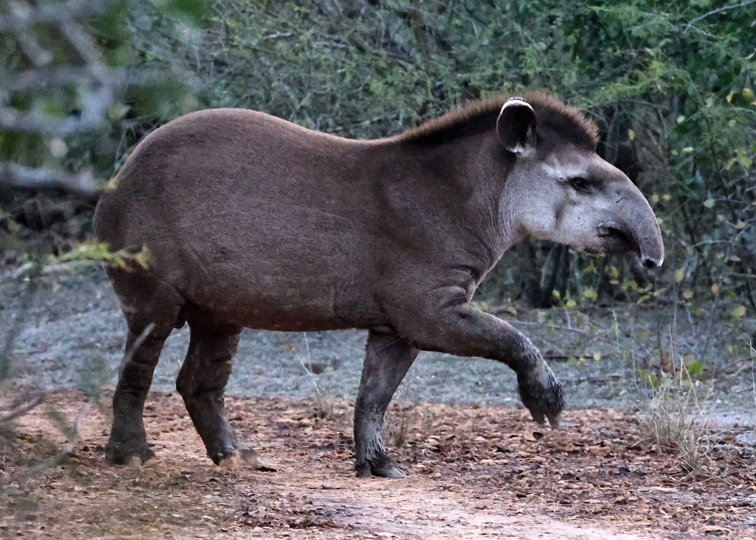 South American Tapir (Tapirus terrestris) Parque Nacional Teniente Agripino Enciso (28).jpg