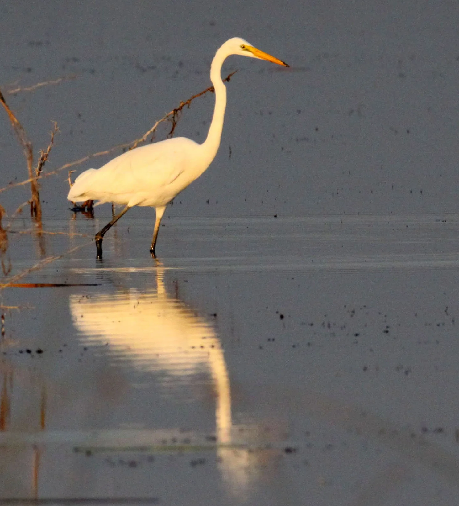 EGRET - EASTERN GREAT EGRET - Ardea (alba) modesta - LITTLE RANN OF KUTCH GUJARAT INDIA (14).JPG