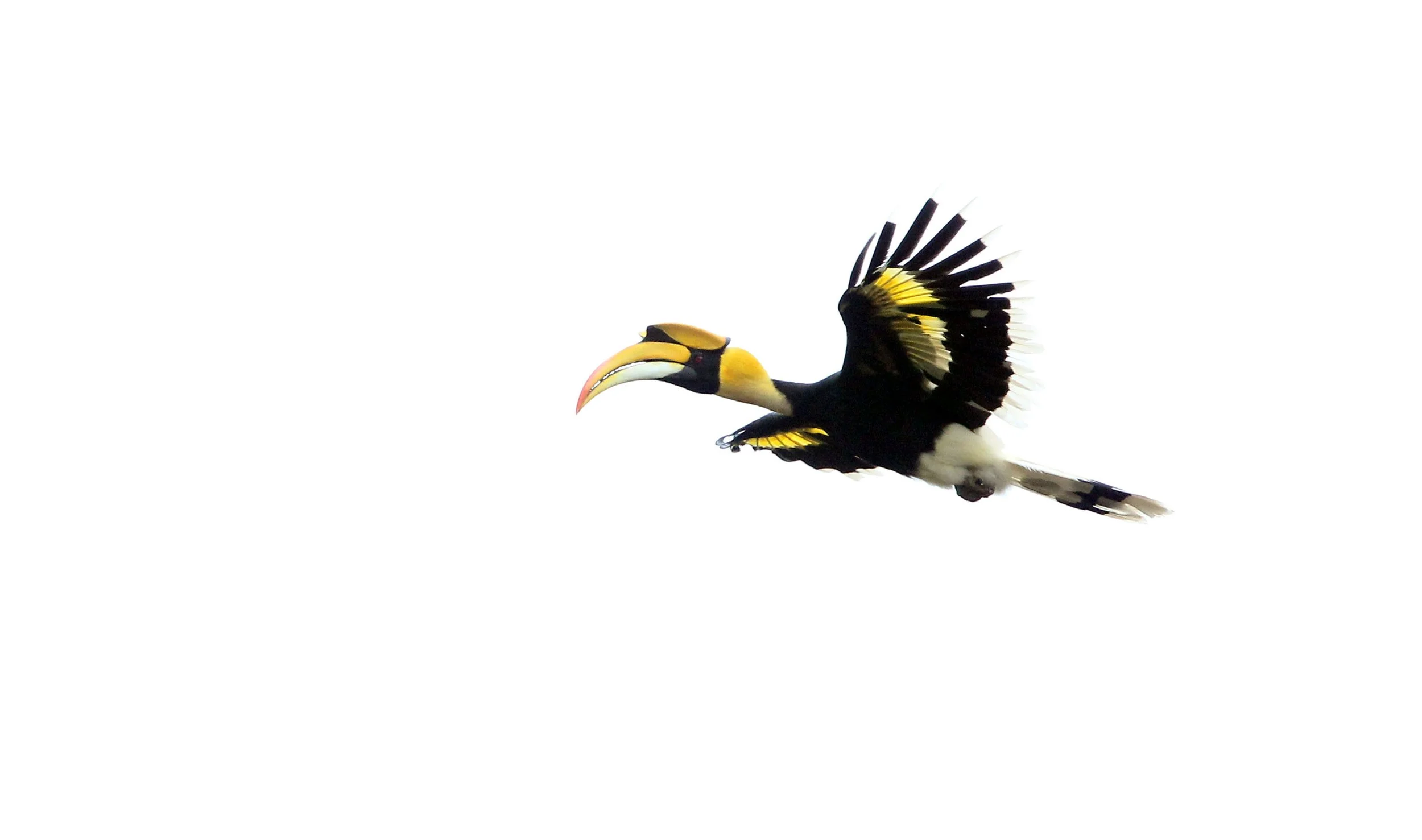HORNBILL - GREAT HORNBILL - Buceros bicornis - KHAO YAI NATIONAL PARK THAILAND SEPT 2015 (28).JPG