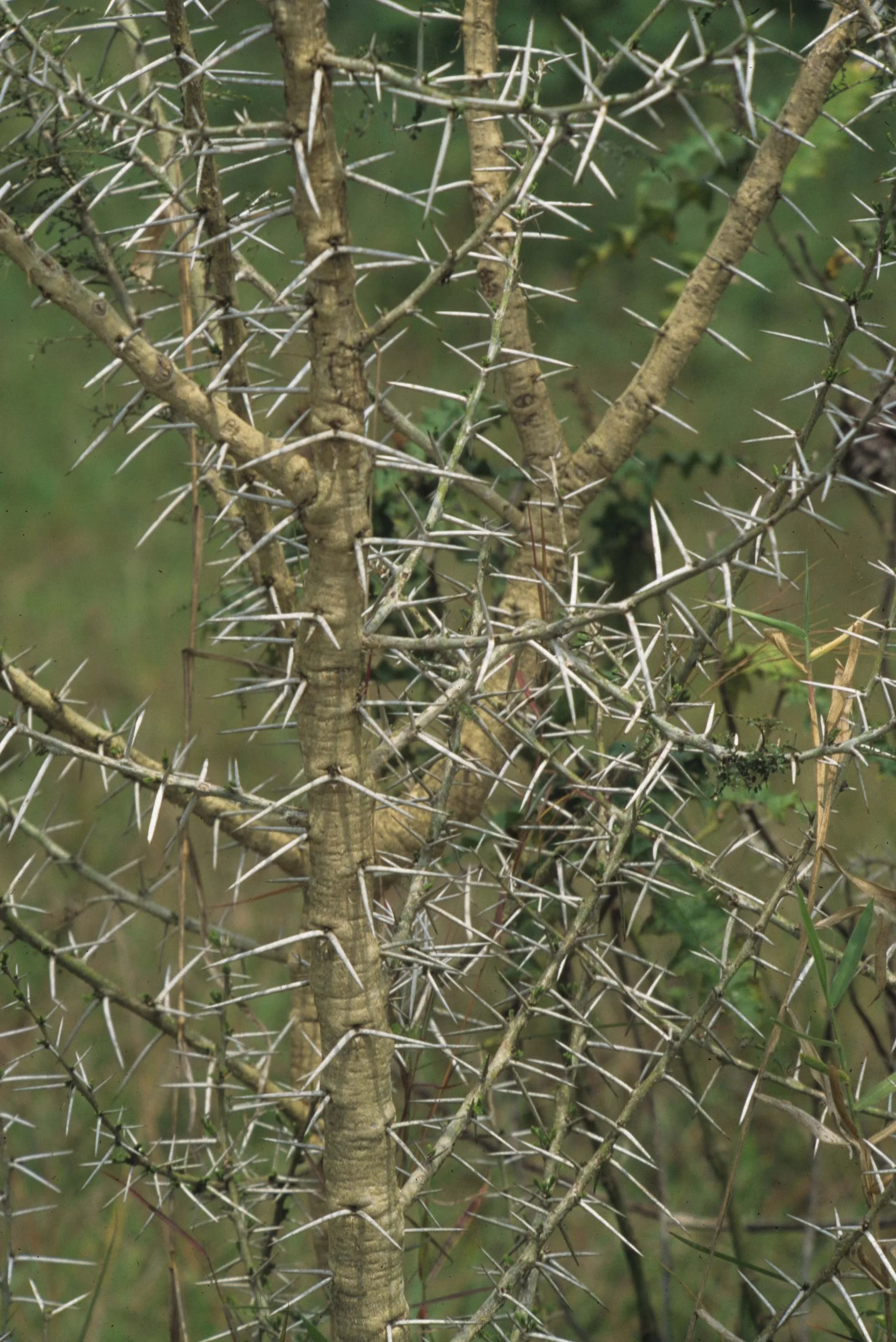 SERENGETI - ACACIA.jpg