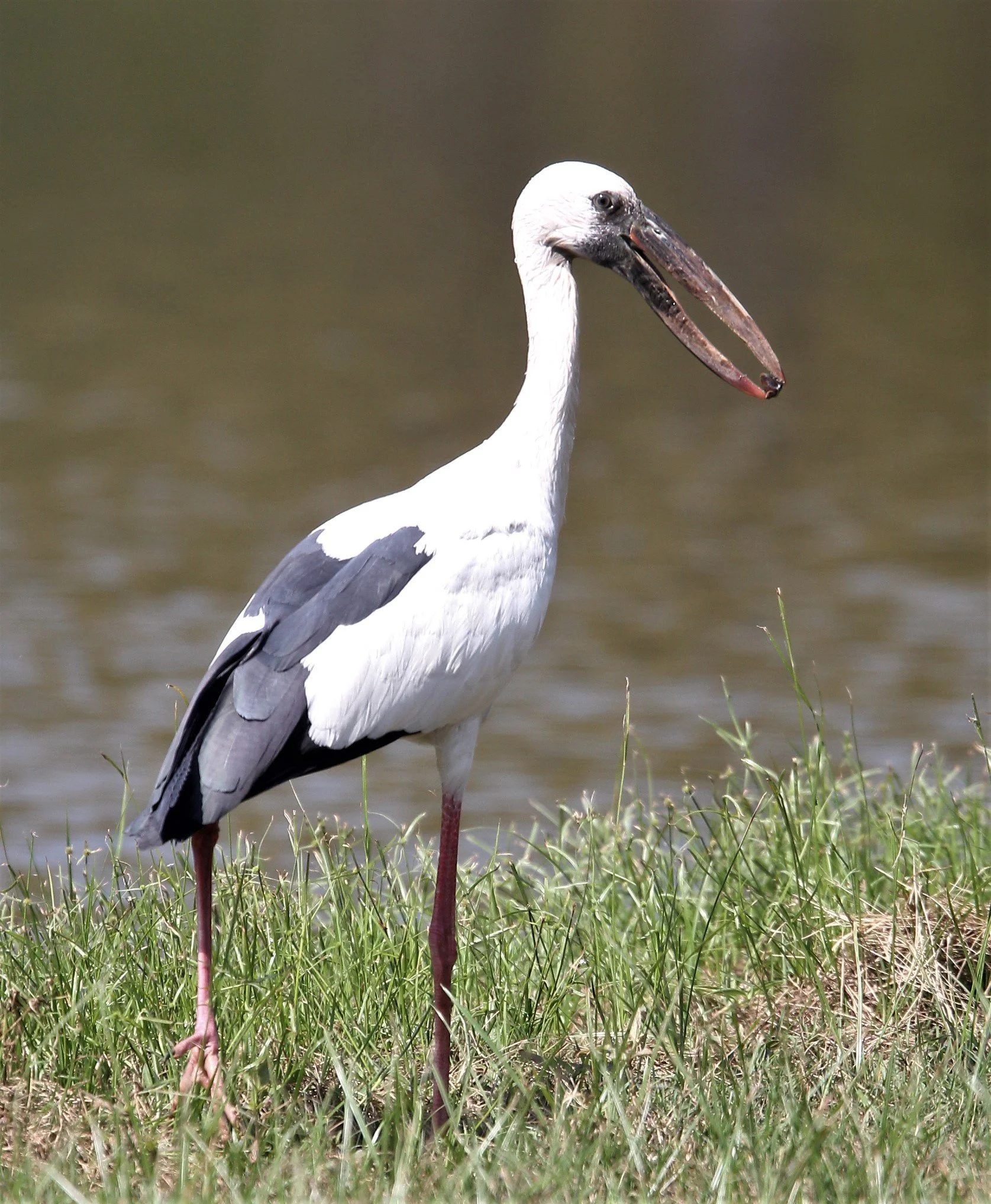 STORK - ASIAN OPENBLL - Anastomus oscitans - ROT FAI PARK BKK A (4).jpg