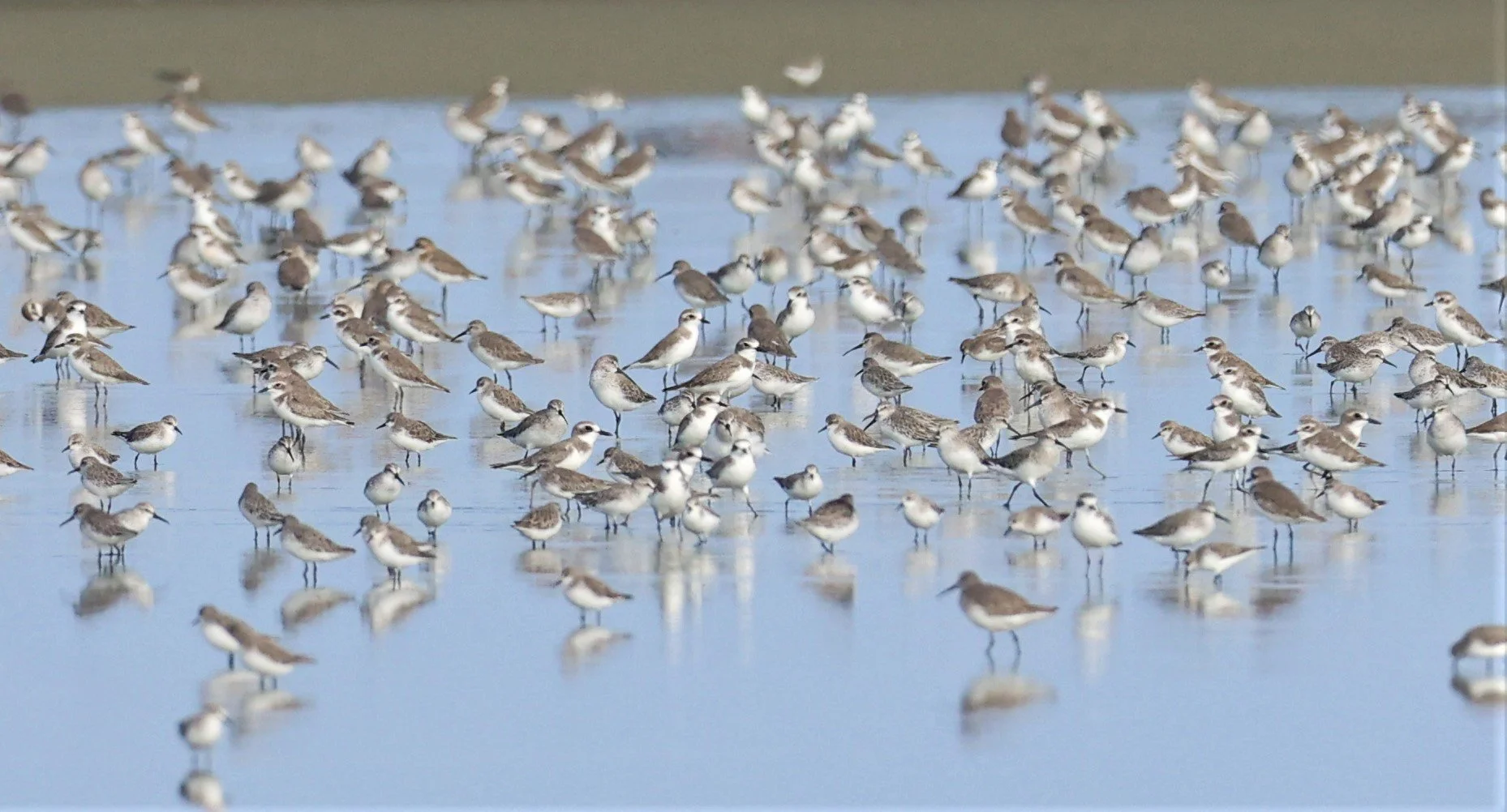 PLOVER - GREATER SAND-PLOVER - Charadrius leschenaultii - LESSER SP, CURLEW, BROADBILL SP PAK THALE OCTOBER 2 (22).jpg
