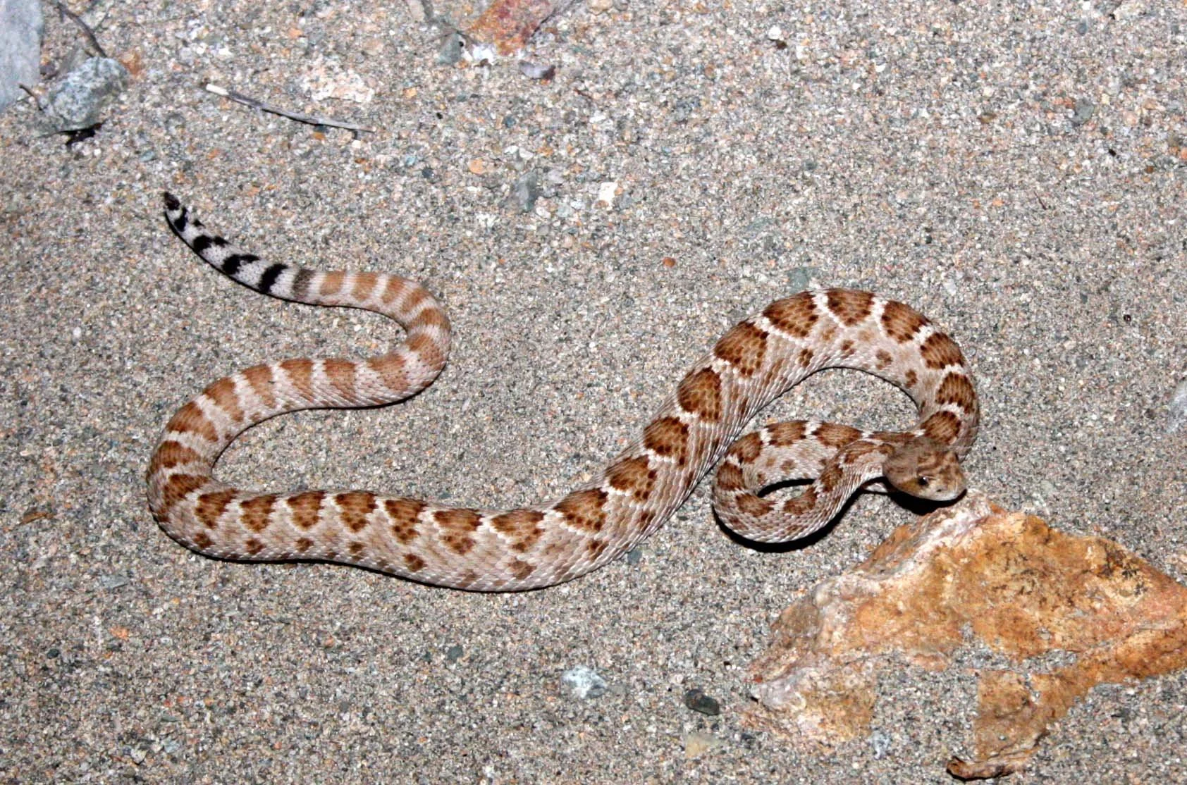 Crotalus catalinensis - SANTA CATALINA ISLAND RATTLESNAKE - CROTALUS CATALINENSIS - ISLA SANTA CATALINA BAJA MEXICO (9).JPG
