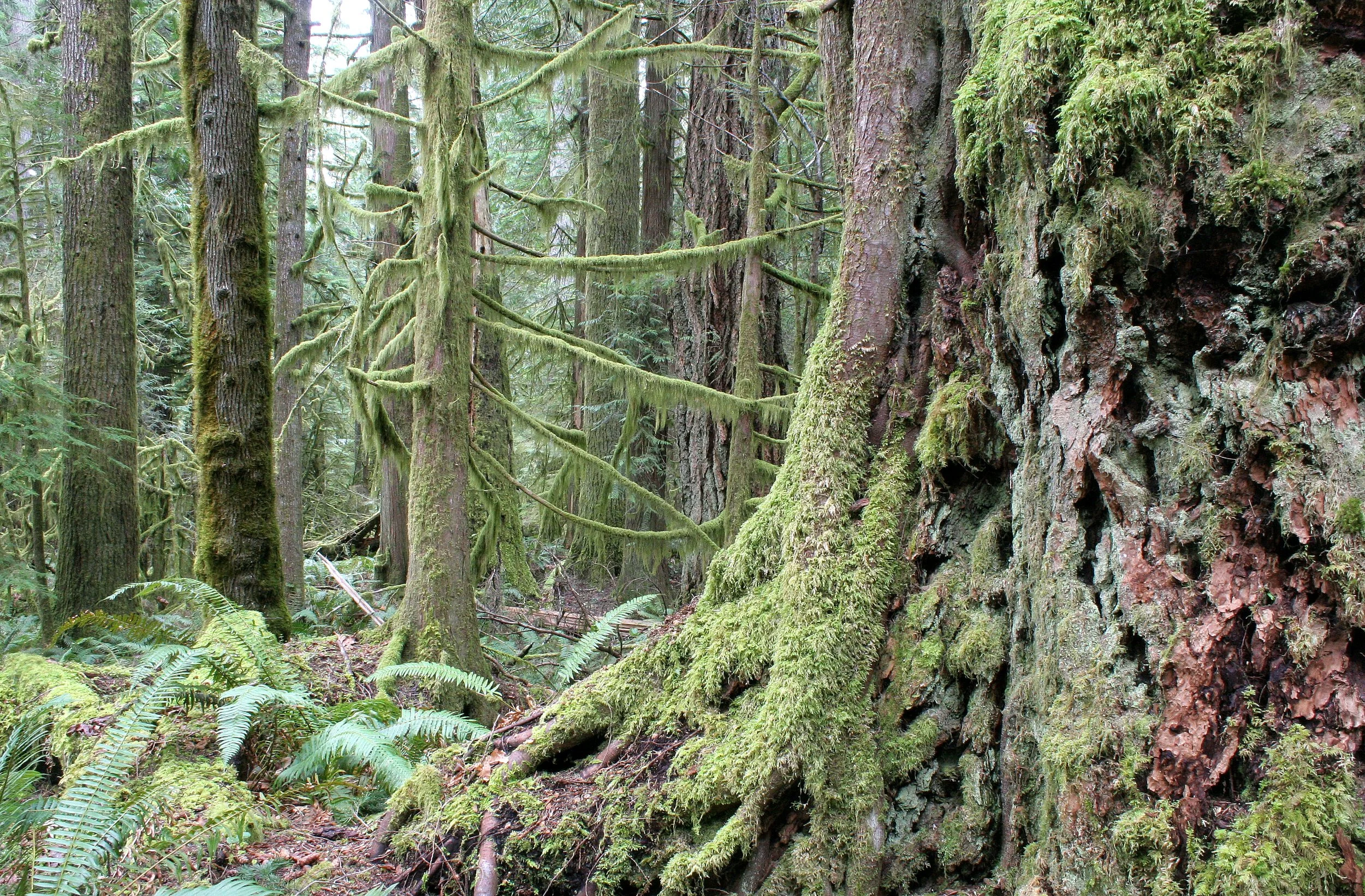 BARNES CREEK AND SURROUNDING FOREST (11).JPG
