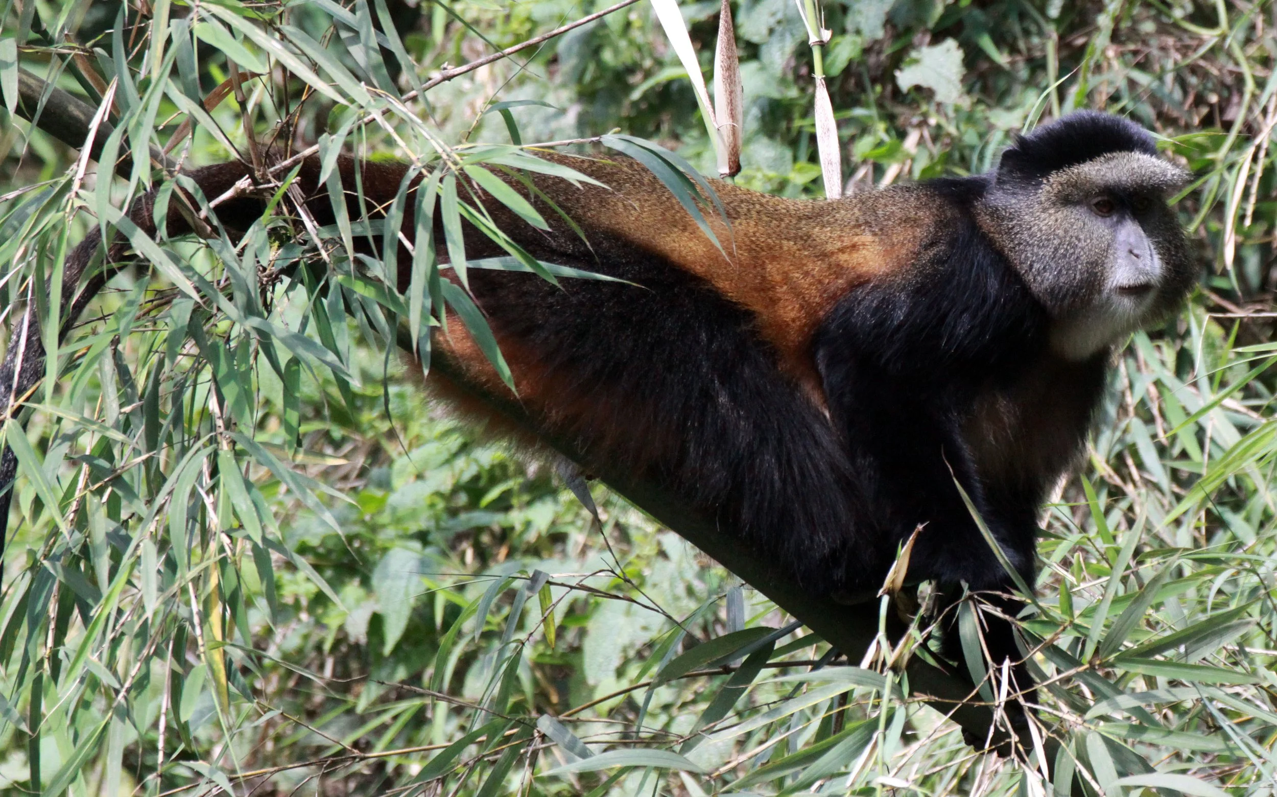 CERCOPITHECIDAE - Cercopithecus kandti - VIRUNGA GOLDEN MONKEY - PARK DU VULCANS RWANDA (340).JPG