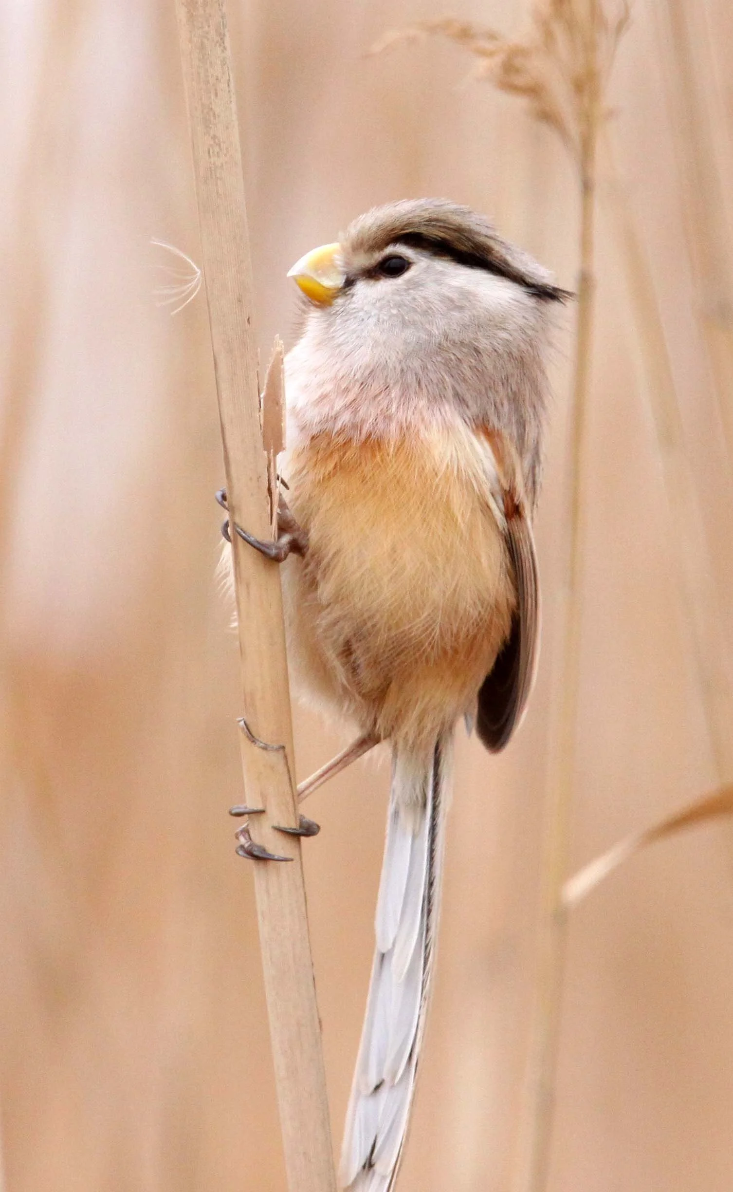 BIRD - PARROTBILL - REED PARROTBILL - YANCHENG CHINA (21).JPG