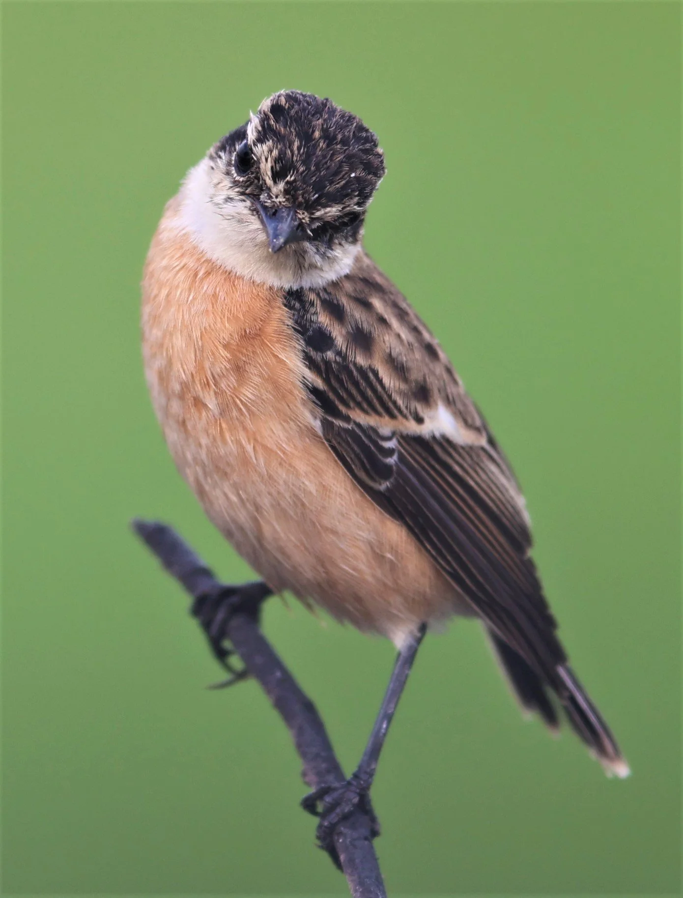 STONECHAT - AMUR (STEJNEGER'S) STONECHAT - Saxicola stejnegeri - PATHUM THANI RICE RESEARCH CENTER 06 NOV 2021 (21).jpg