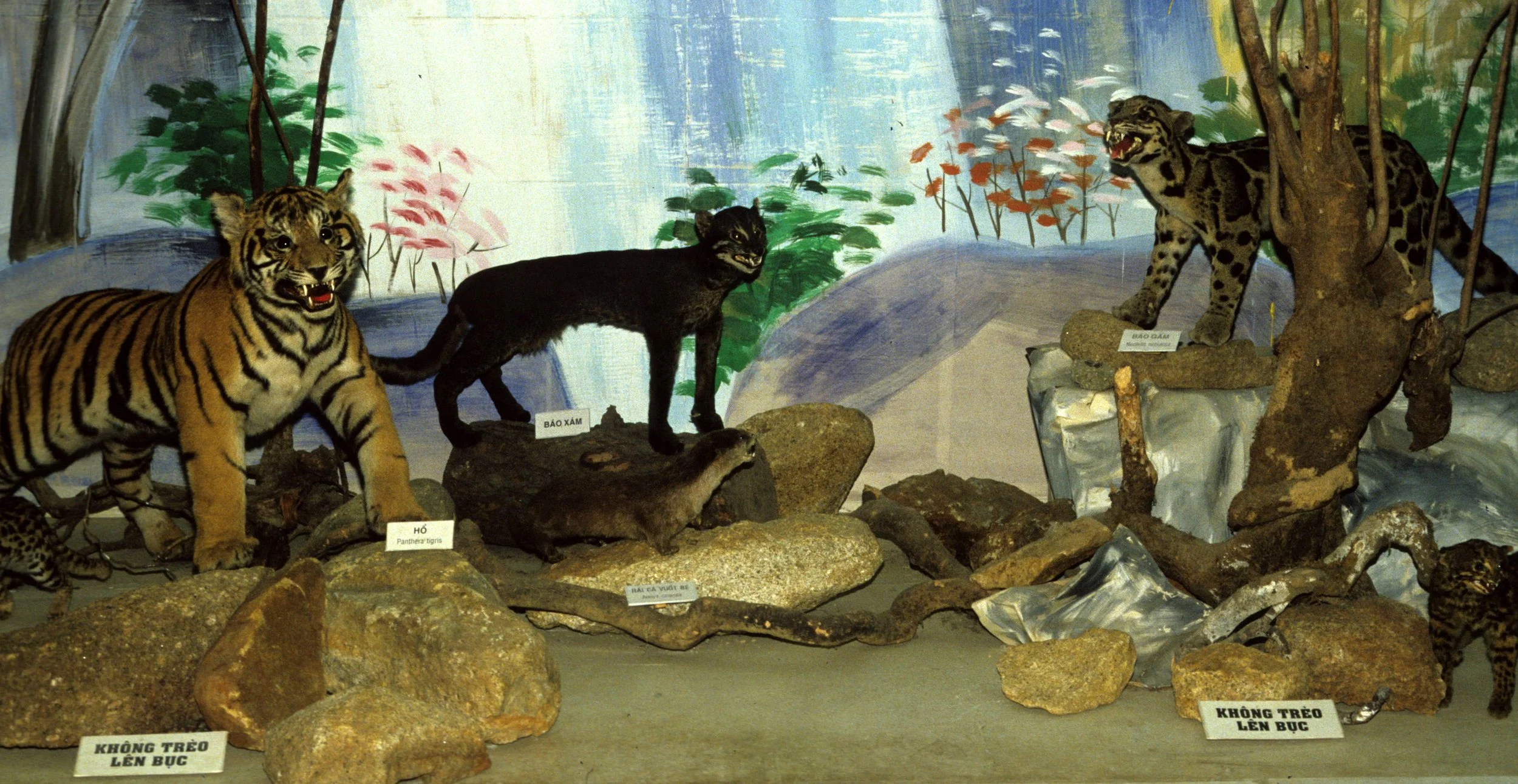 VIET NAM - ANIMAL SPECIMENS (8).jpg