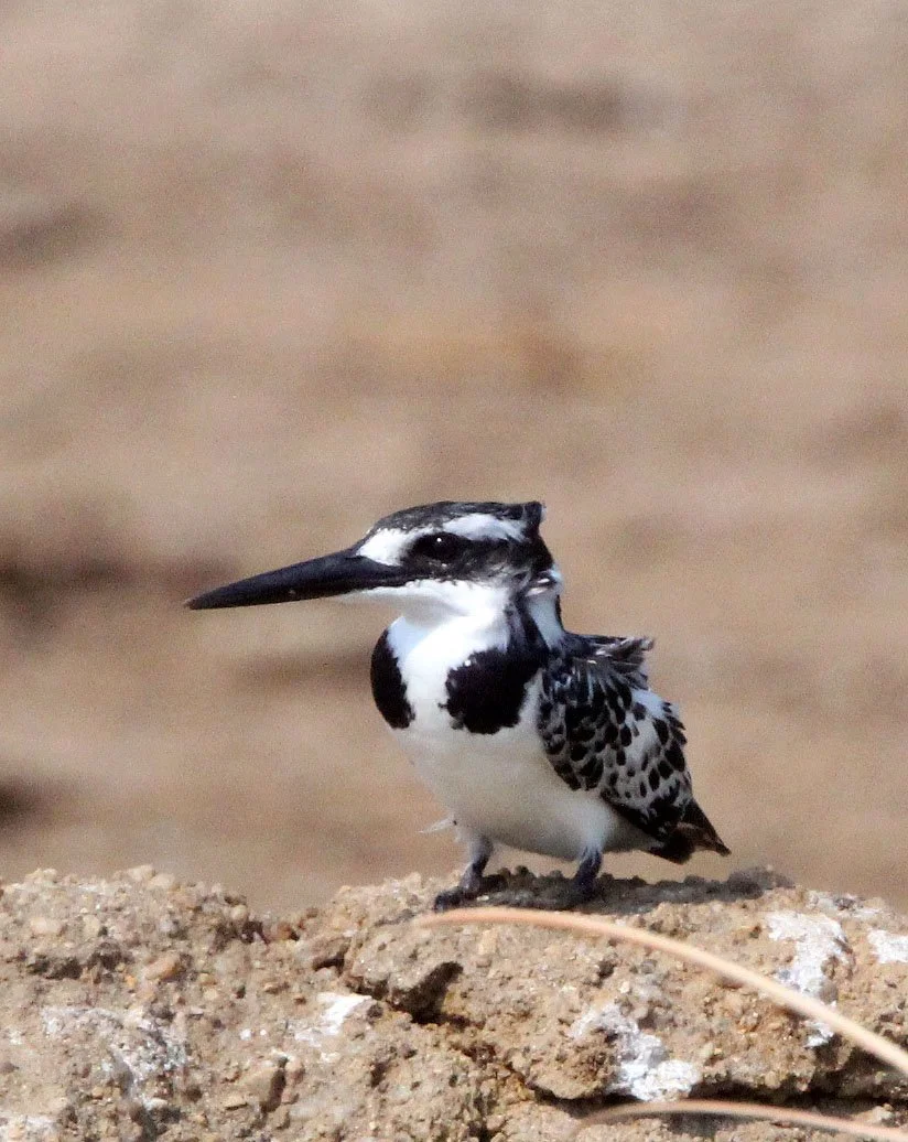 Ceryle rudis - PIED KINGFISHER - QUEEN ELIZABETH NATIONAL PARK UGANDA (11).JPG