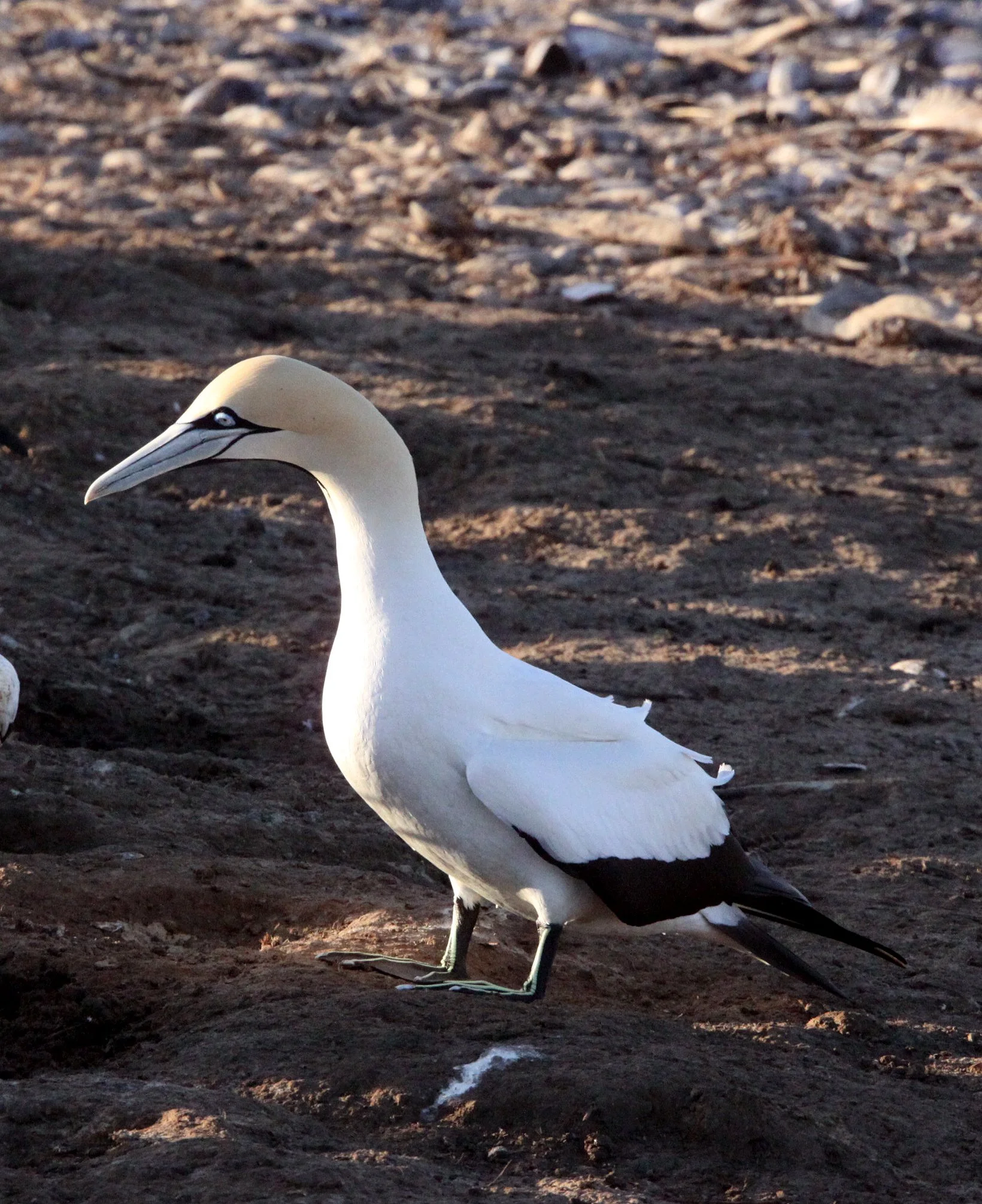 Cape gannet (Morus capensis) Lambert's Bay South Africa (58).JPG