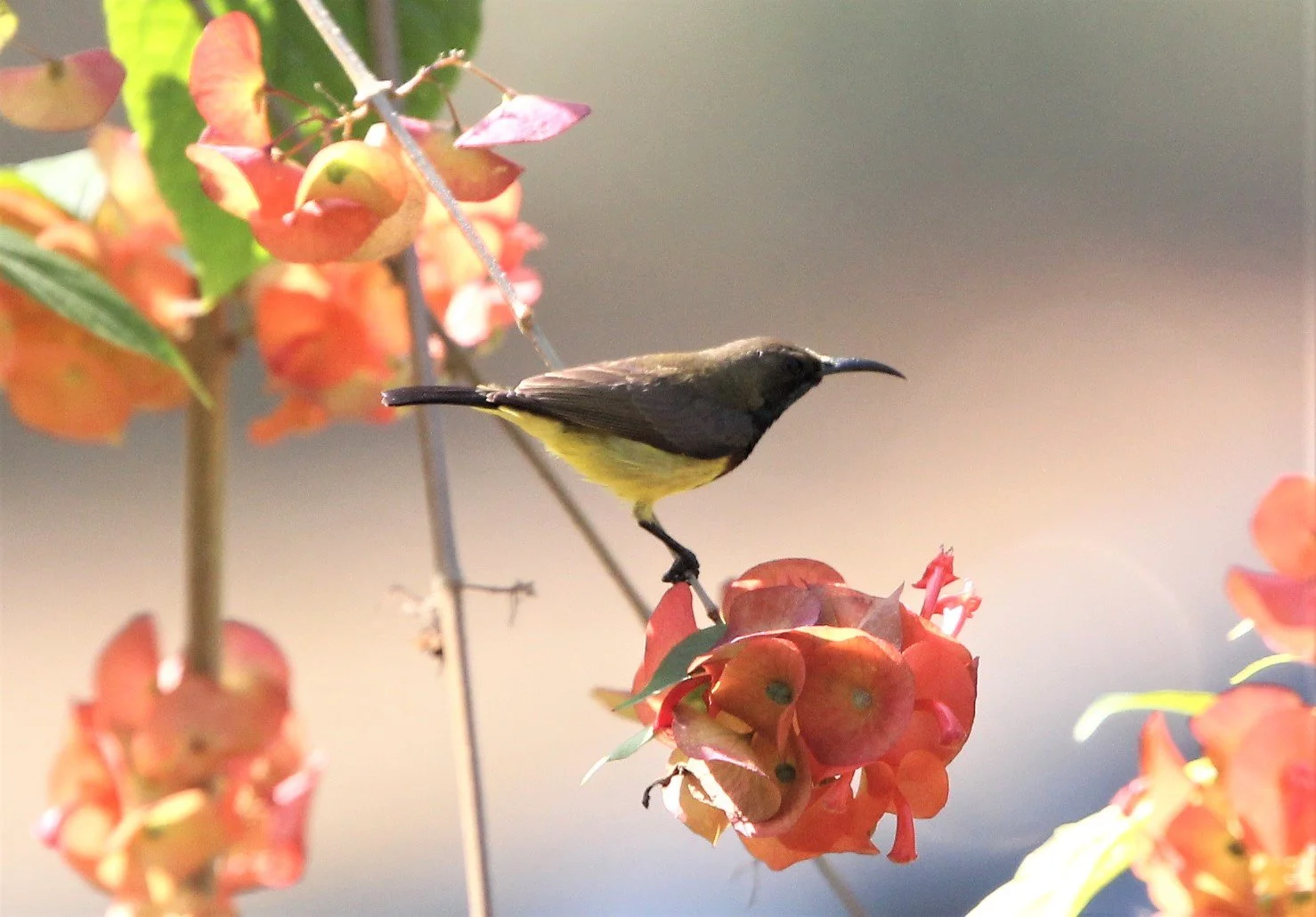 SUNBIRD - OLIVE-BACKED SUNBIRD - Nectarinia jugularis - KAENG KRACHAN NP THAILAND (15).jpg