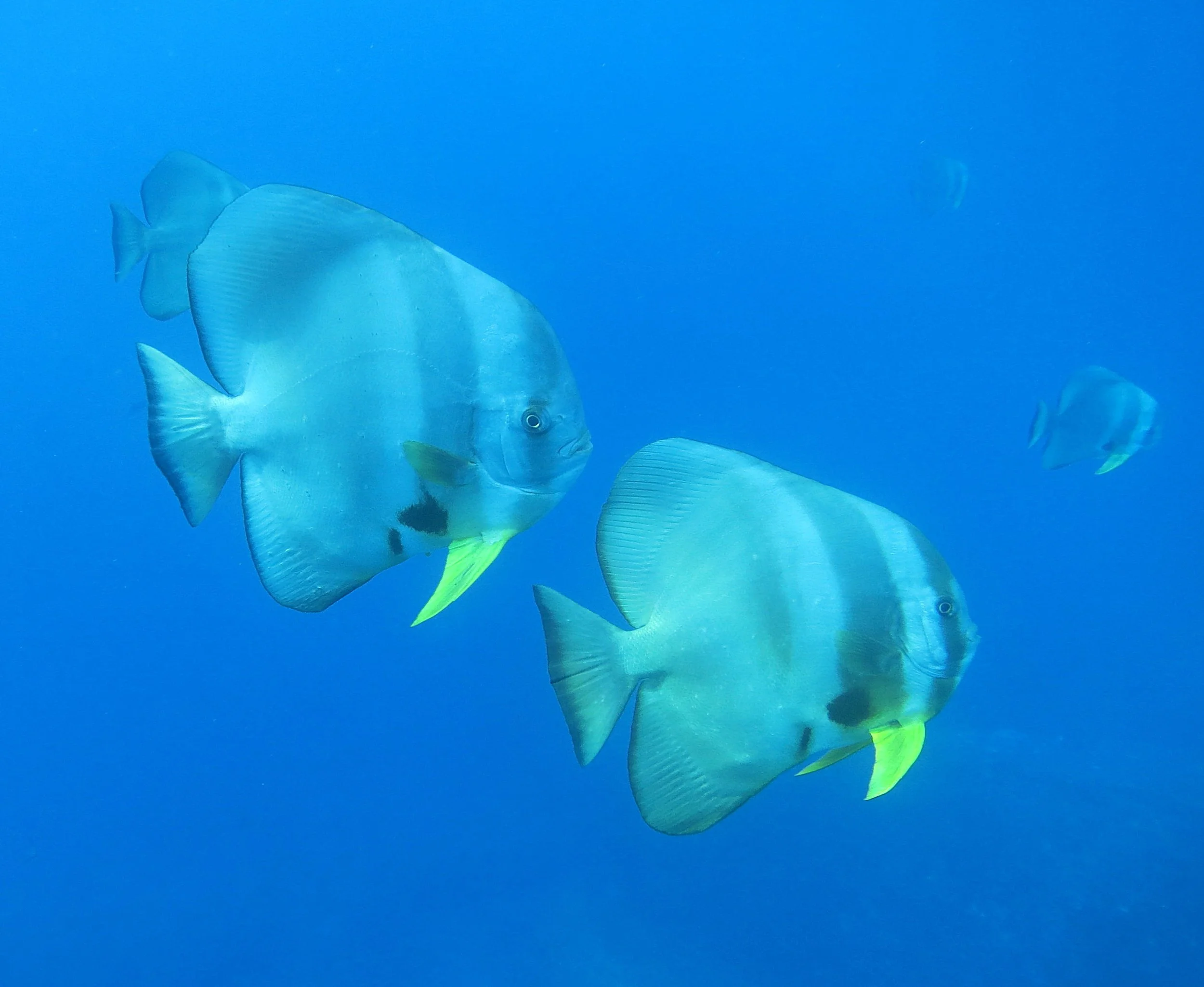 Ephippidae - Platax teira - Batfish - Similans Thailand (8).JPG