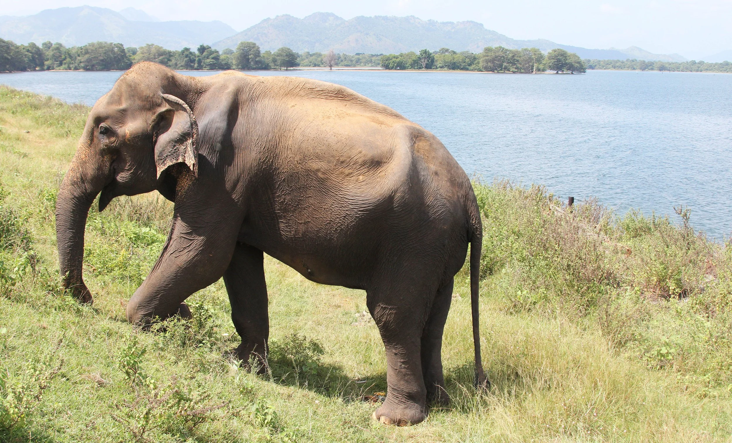 ELEPHANT - SRI LANKA ASIAN ELEPHANT - UDAWALAWA NATIONAL PARK SRI LANKA (1).JPG