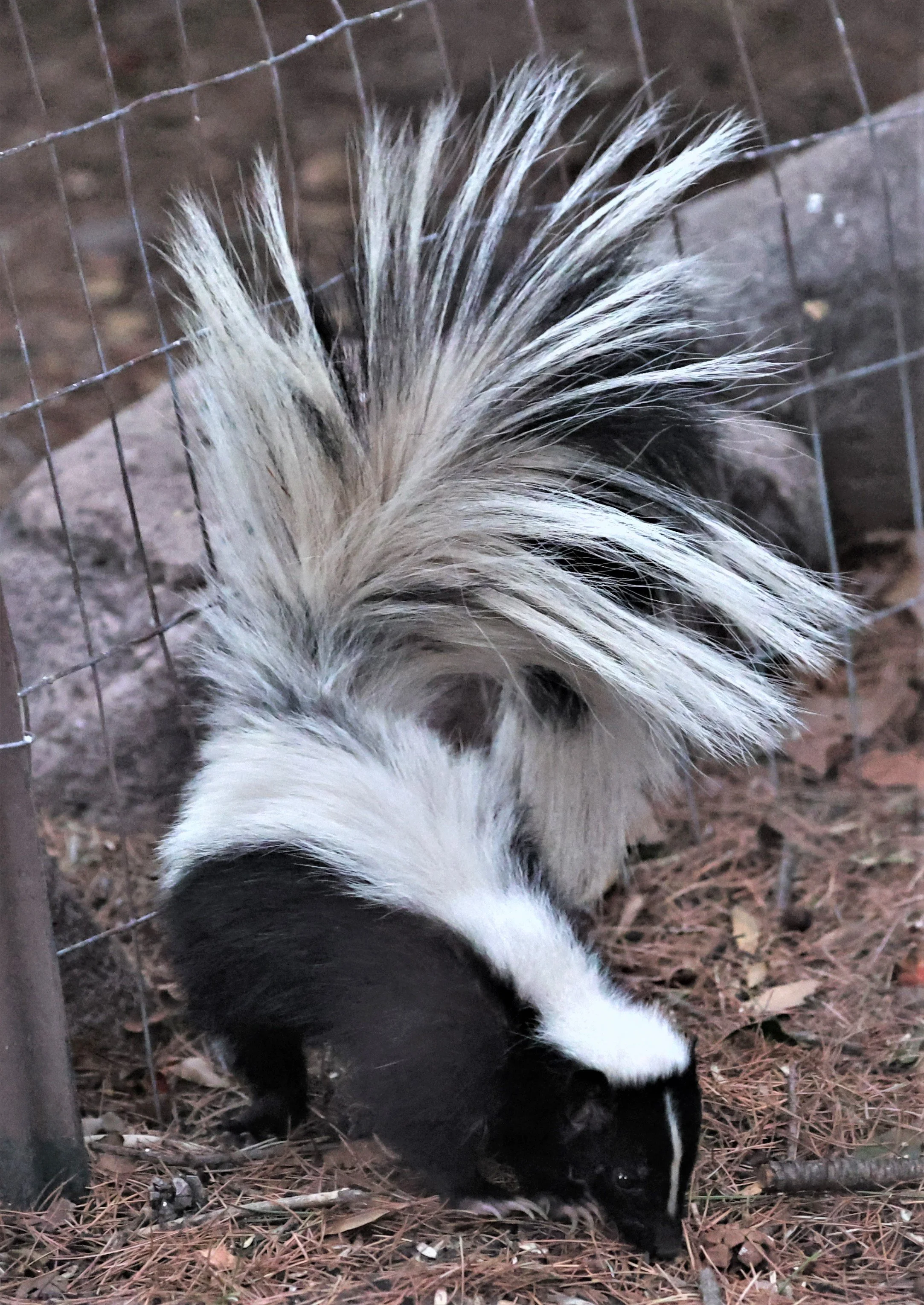 Genus Mephitis Skunks — Coke Smith Wildlife