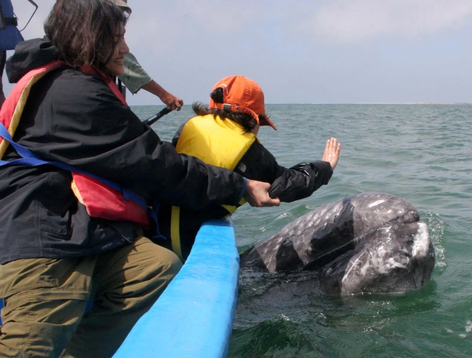 Eschrichtius robustus - GRAY WHALE - PETTING FRIENDLY WHALES - US - SAN IGNACIO LAGOON BAJA MEXICO (250).JPG