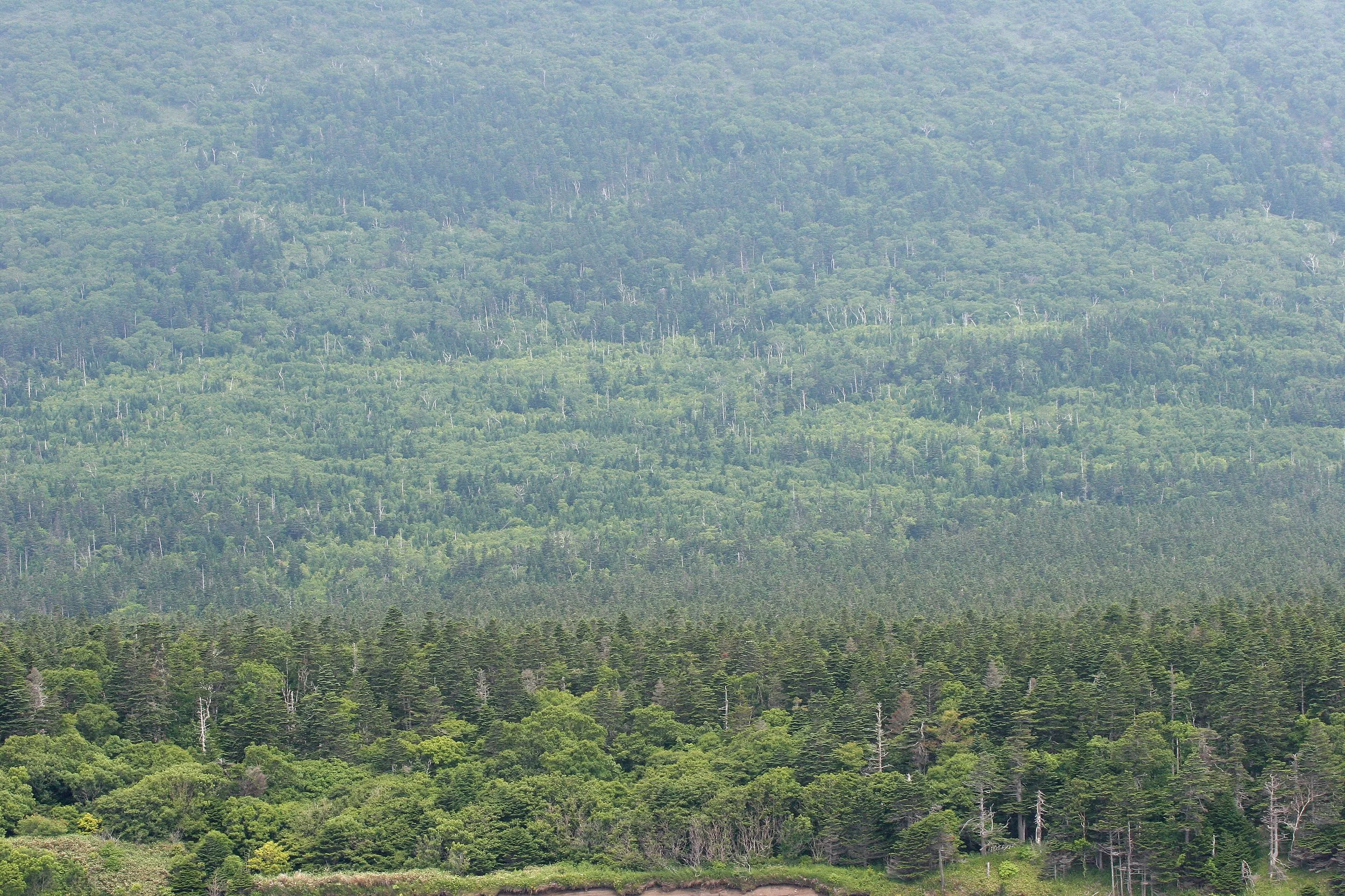 KURIL ISLANDS - FLORA  (16).jpg