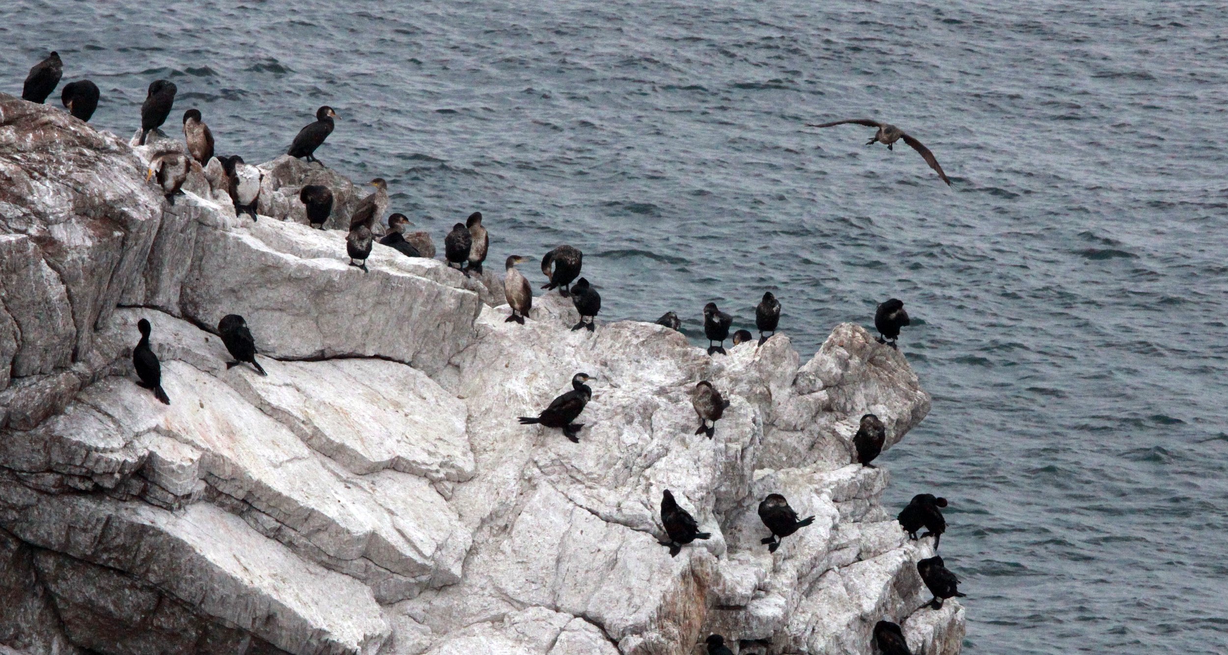 Phalacrocorax carbo - Great Cormorant - mixed Temminck's - Cape Irago, Japan (13).JPG