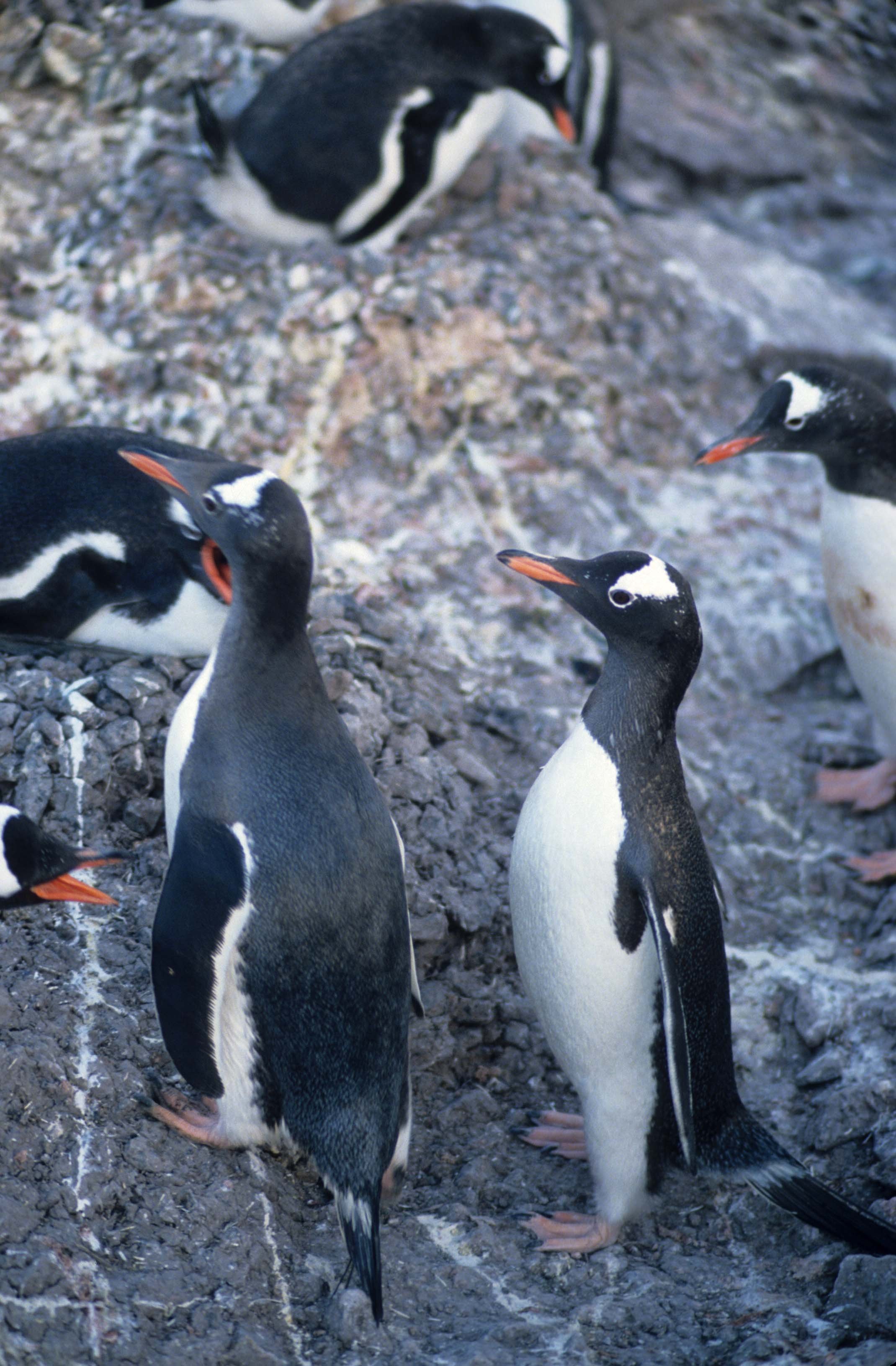 Gentoo Penguin (Pygoscelis papua) Danco Island Antarctic Peninsula (33).jpg