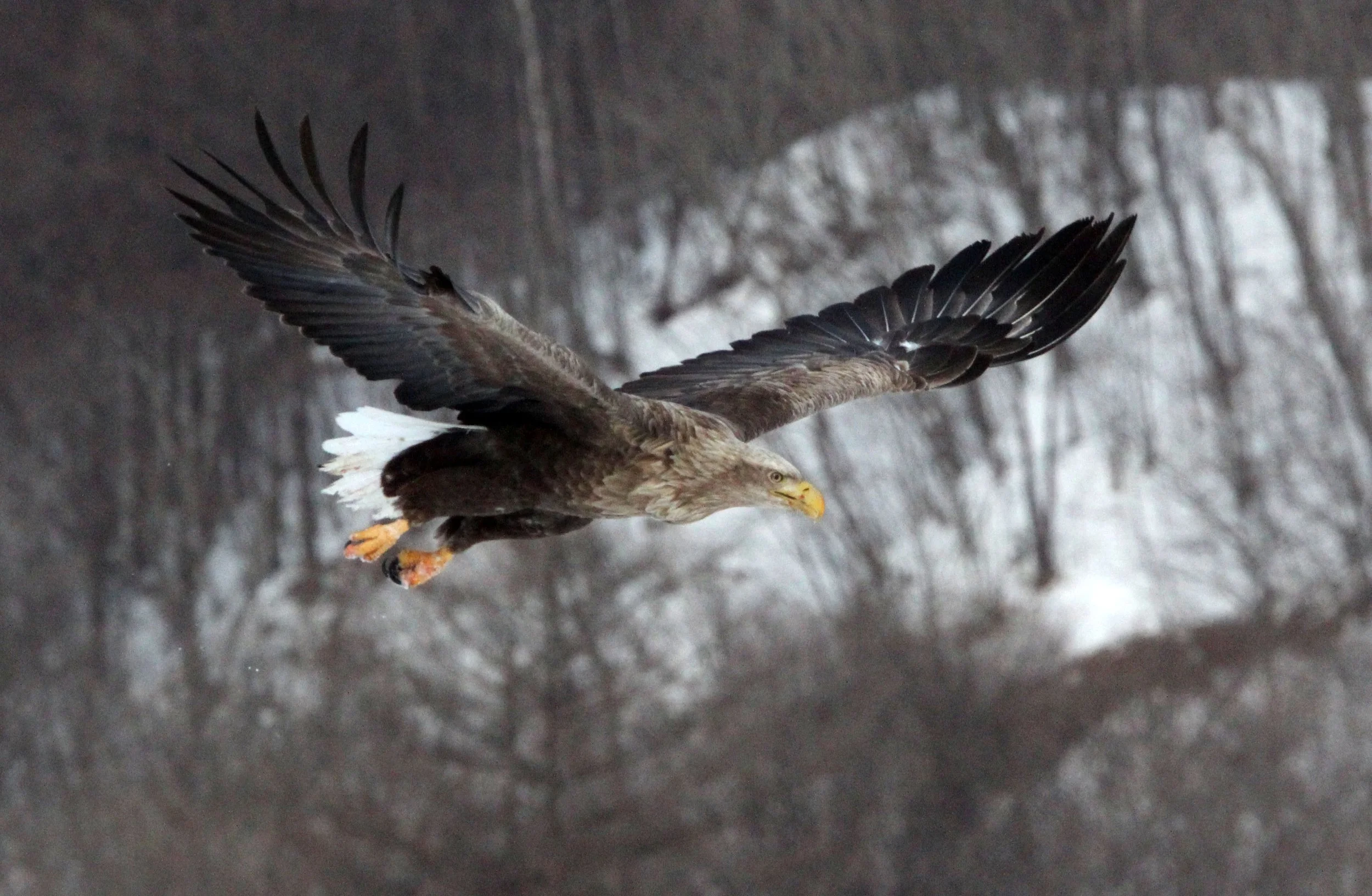 Haliaeetus albicilla - WHITE-TAILED EAGLE - AKAN INTERNATIONAL CRANE CENTER - HOKKAIDO JAPAN (117).JPG
