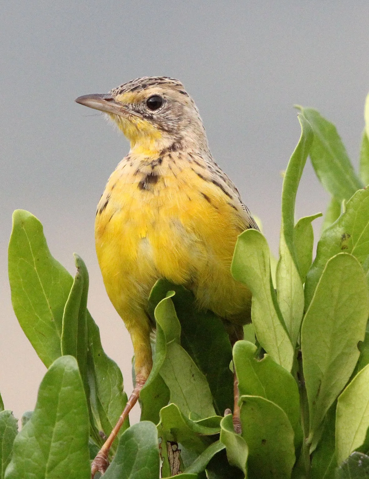 Yellow-throated Longclaw (Macronyx croceus) MASAI MARA NATIONAL PARK KENYA (5).JPG