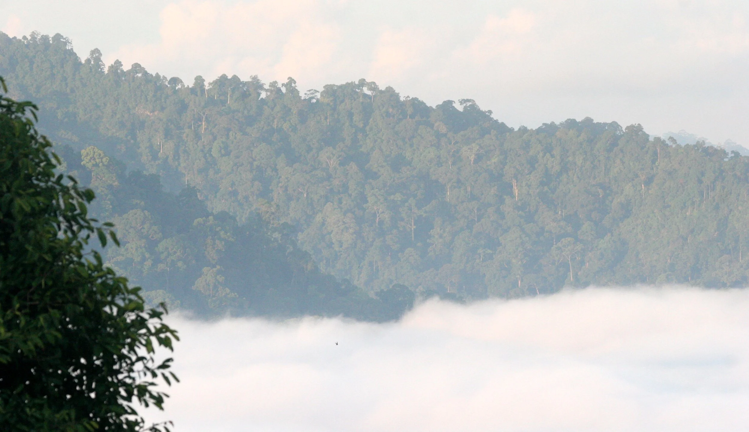 DANUM VALLEY BORNEO - SUNRISE OVER THE DANUM (46).JPG