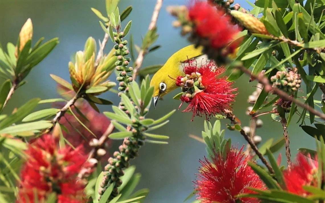 Indian White-eye (Zosterops palpebrosus) Doi Ang Kang Chiang Mai (8).jpg