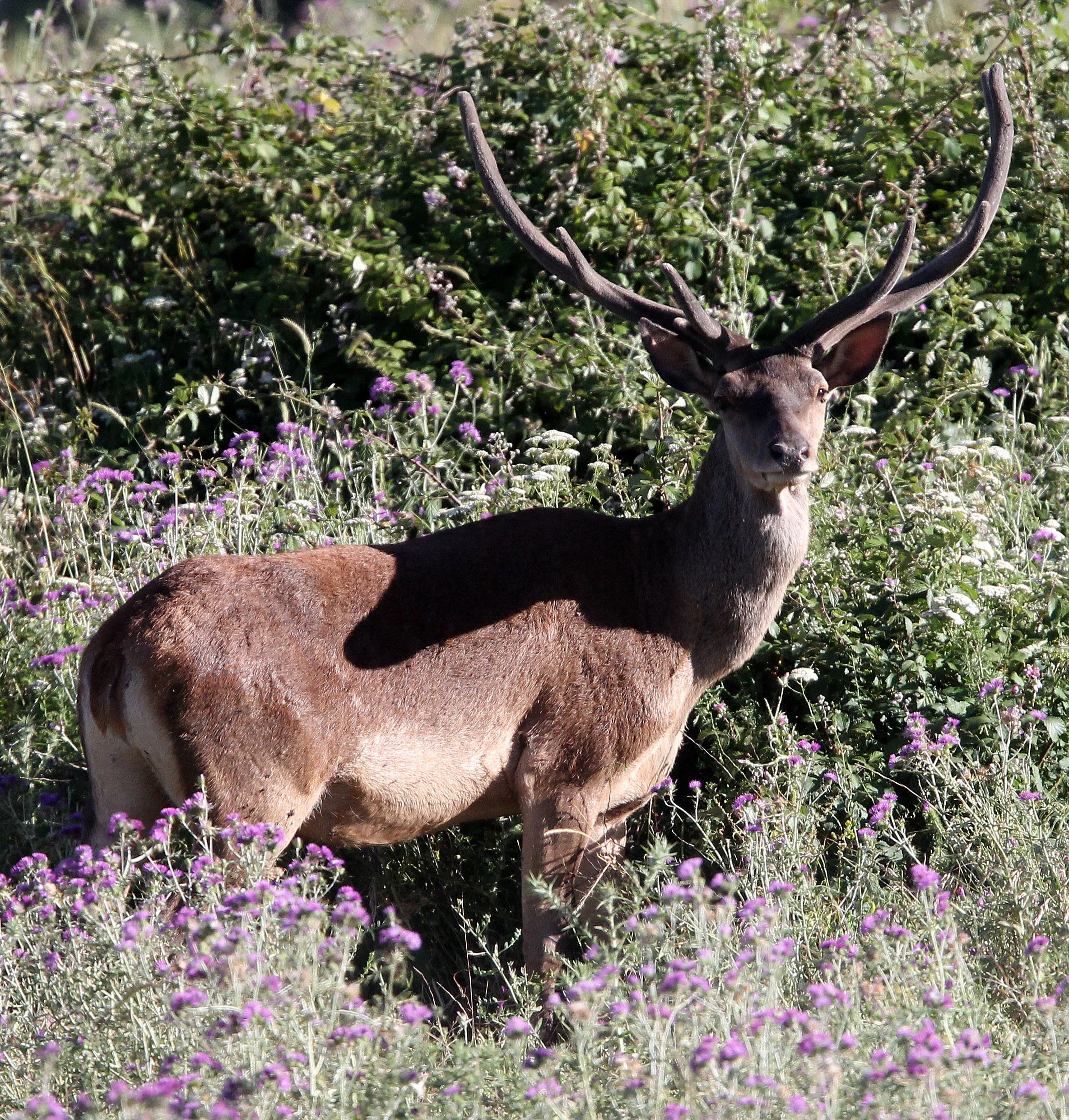 Barbary Stag or Atlas Deer (Cervus elaphus barbarus) Tunisia