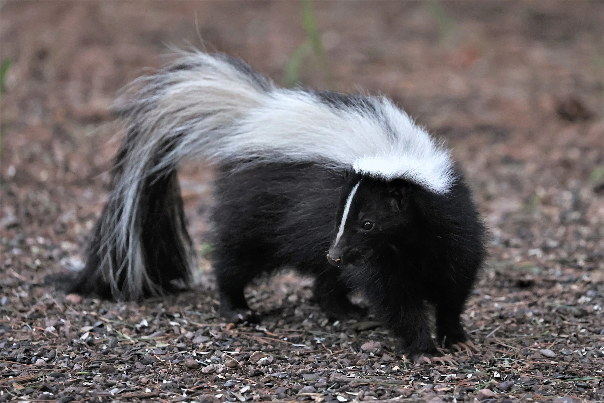 Mephitis mephitis - STRIPED SKUNK - CAVE CREEK ARIZONA AUGUST 2022 (12).jpg