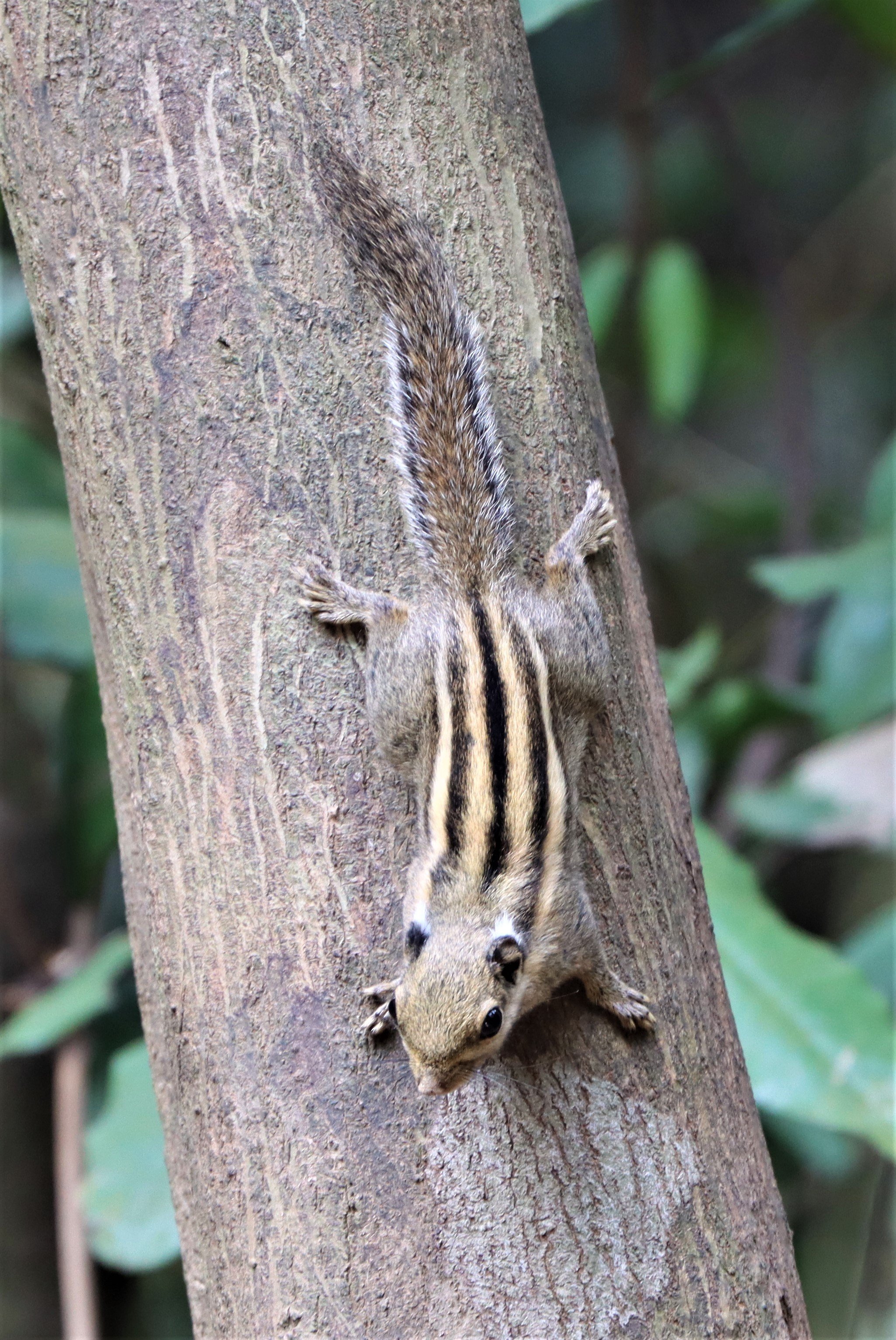 Tamiops mcclellandii - WESTERN (BURMESE) STRIPED SQUIRREL - NEUNG HIDE KAENG KRACHAN (26).jpg