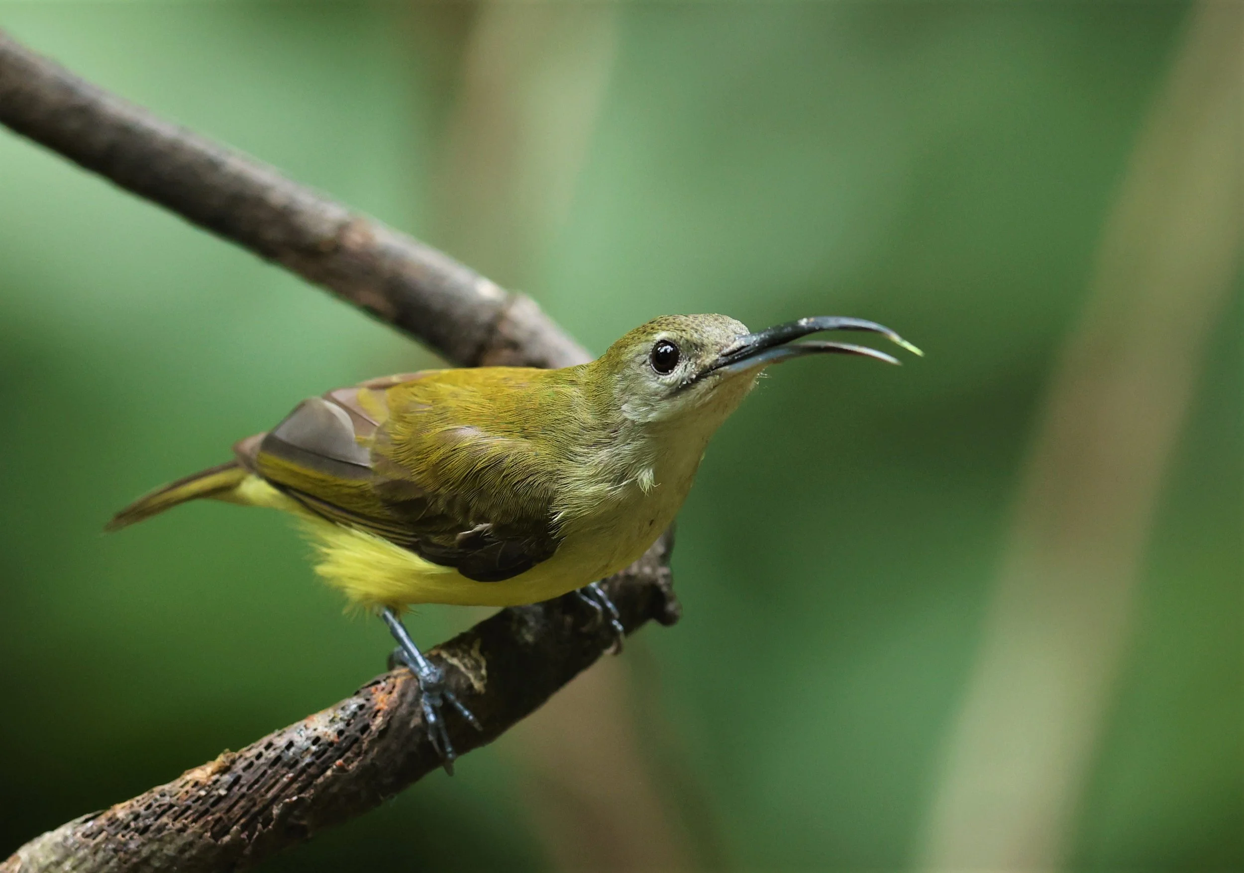 SPIDERHUNTER - LITTLE SPIDERHUNTER - Arachnothera longirostra - DOI INTHANON NP CHIANG MAI, DEC 2021 (29).JPG